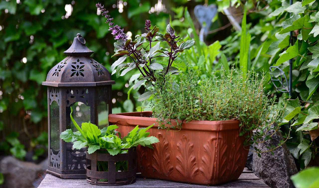 Doftande timjan användes förr för att stärka modet. Foto: Conger Design