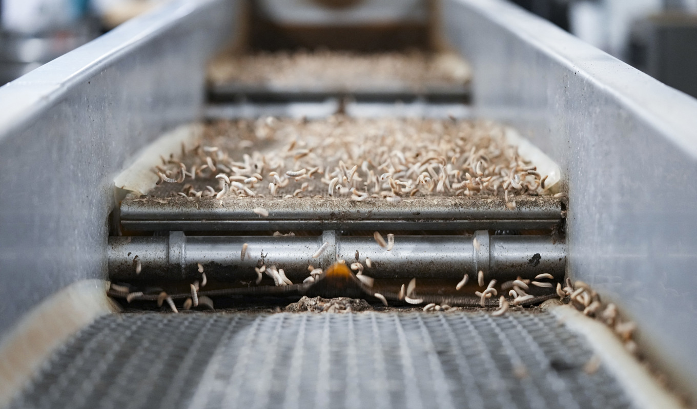 På bilden som är tagen den 29 november i år ses norra Europas största insektsfabrik, Enorm Biofactory. Foto: Claus Fisker/Ritzau Scanpix/AFP via Getty Images