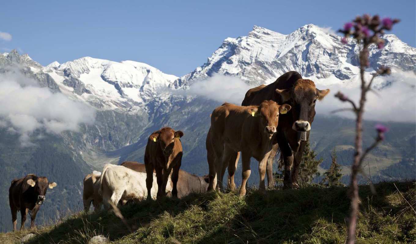 Efter flera klagomål om kobjällror ska en folkomröstning hållas om att bevara bjällrorna som en del av kulturarvet. Arkivbild. Foto: Arno Balzarini/AP/TT