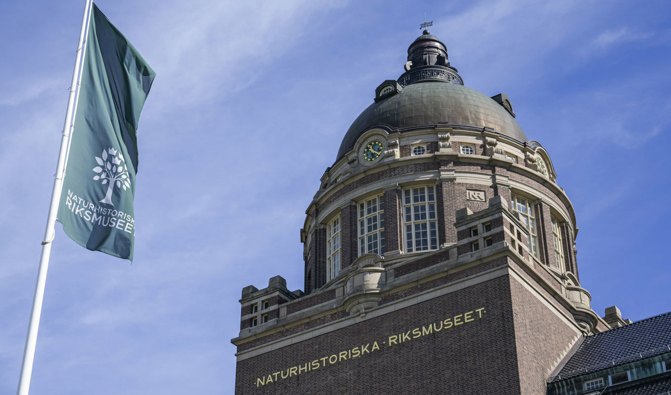 Naturhistoriska riksmuseet i Stockholm skjuter fram öppningen till sommaren. Arkivbild. Foto: Janerik Henriksson/TT