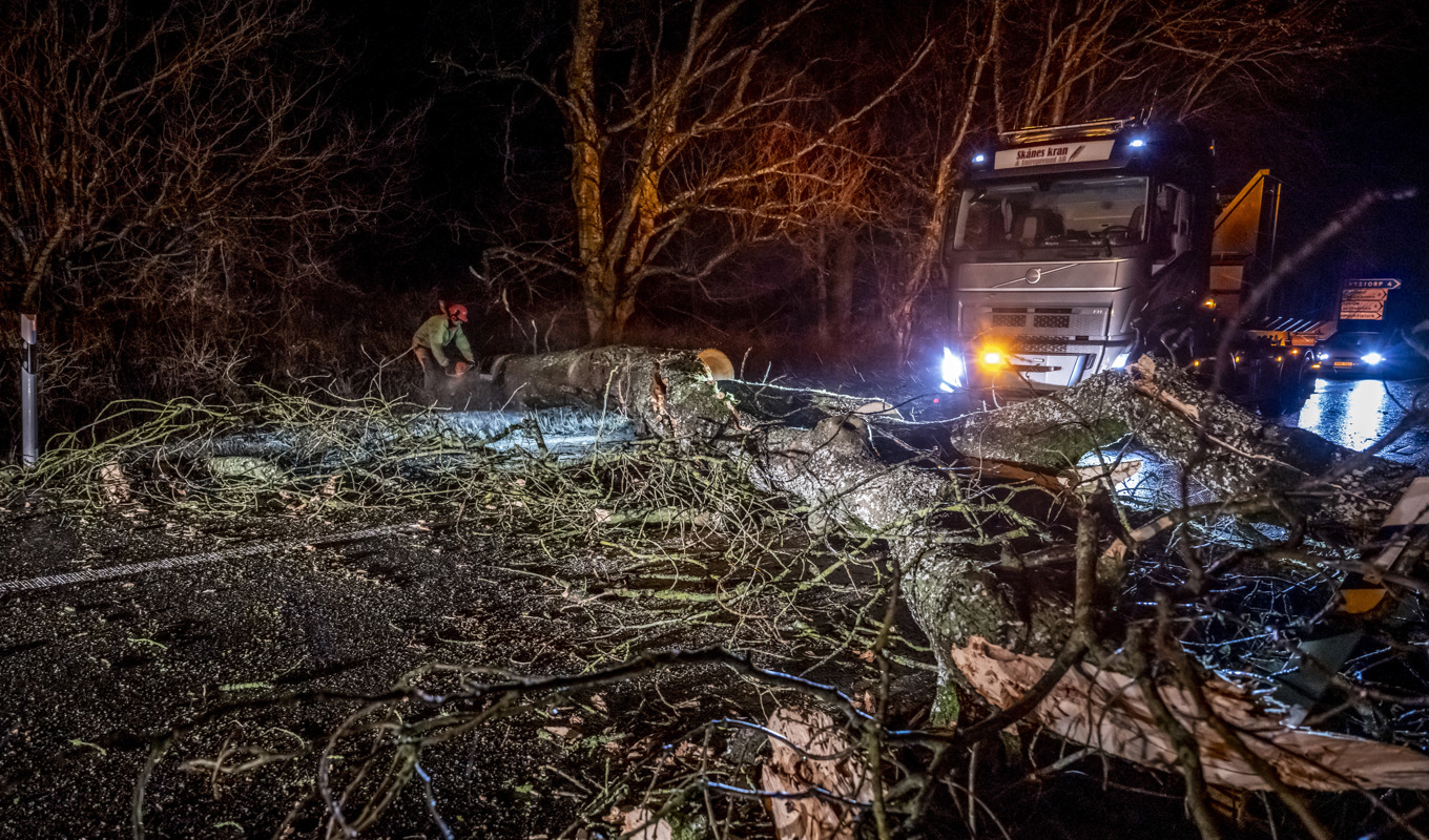 Ett träd blåste natten mot fredag ner över väg 113 utanför Eslöv. Foto: Johan Nilsson/TT