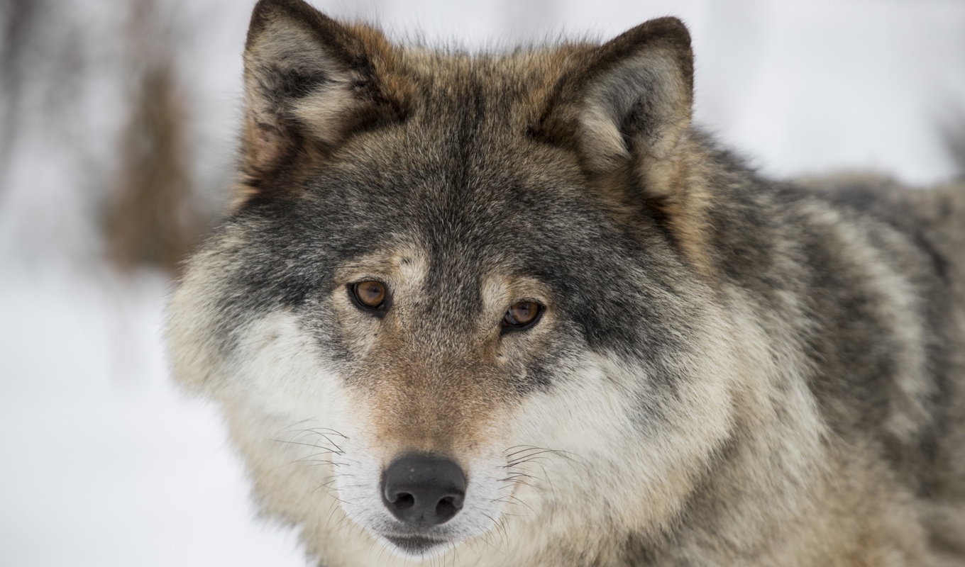 Det finns runt 450 vargar i Sverige, enligt Naturvårdsverkets senaste beräkning. Arkivbild. Foto: Heiko Junge/NTB/TT