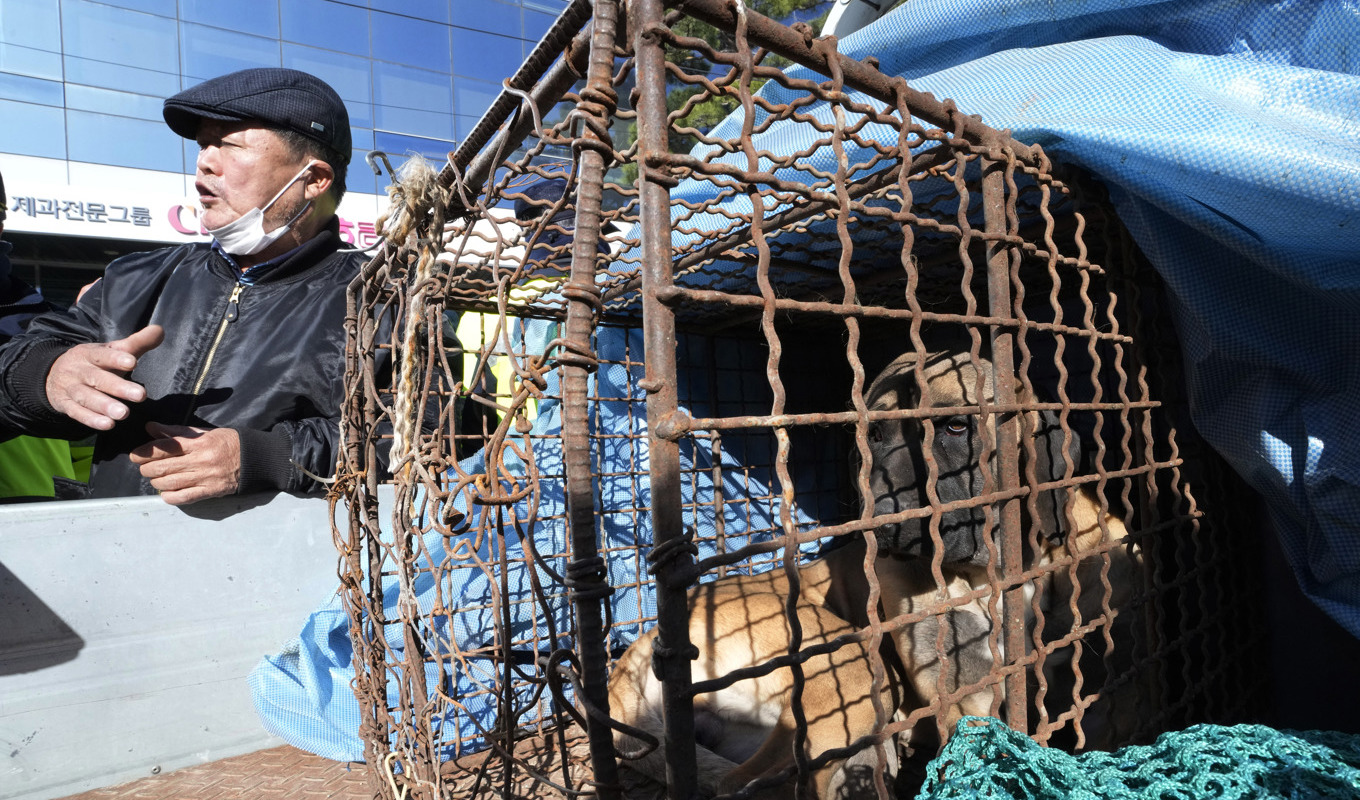 Lagen om förbud mot hundkött som mat röstades igenom enhälligt i det sydkoreanska parlamentet. Arkivbild. Foto: Ahn Young-Joon/AP/TT