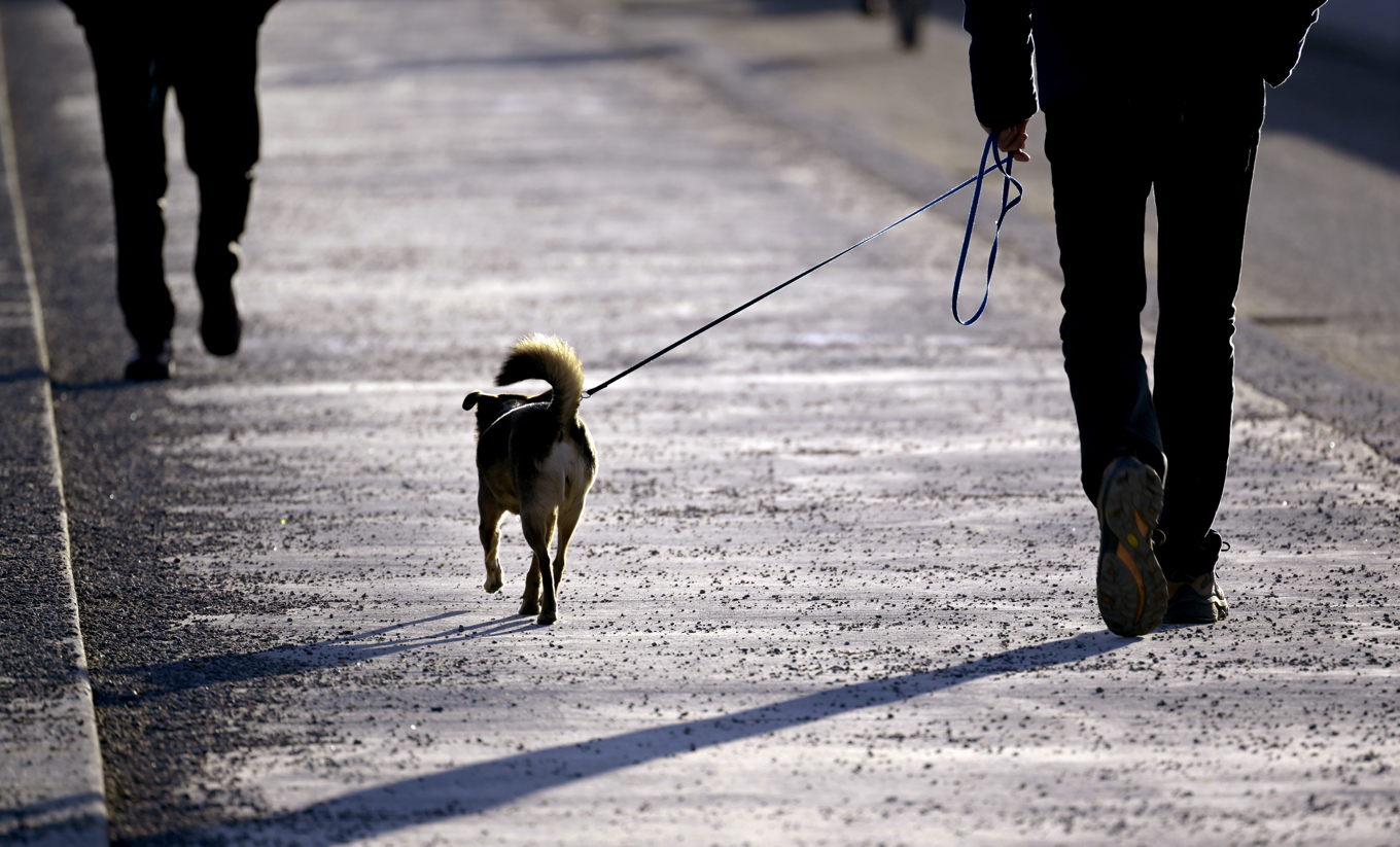 Frågan om vem som hade rätt till hunden fick avgöras i rätten. Arkivbild. Hunden på bilden har ingenting med händelsen att göra. Foto: Janerik Henriksson/TT