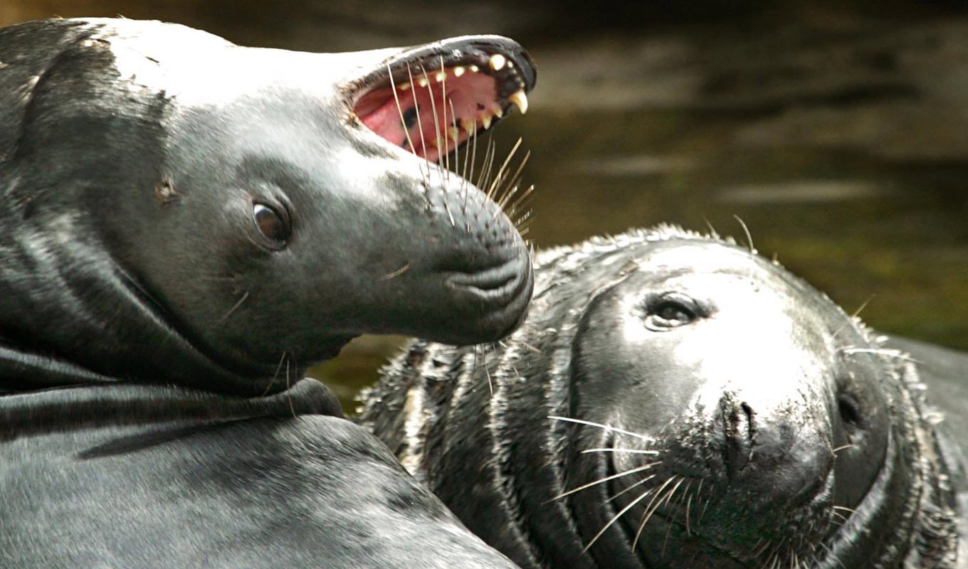 Jakten på gråsäl är svår, den kräver ofta båt och goda väderförhållande. Arkivbild. Foto: Ingvar Karmhed/SvD/TT