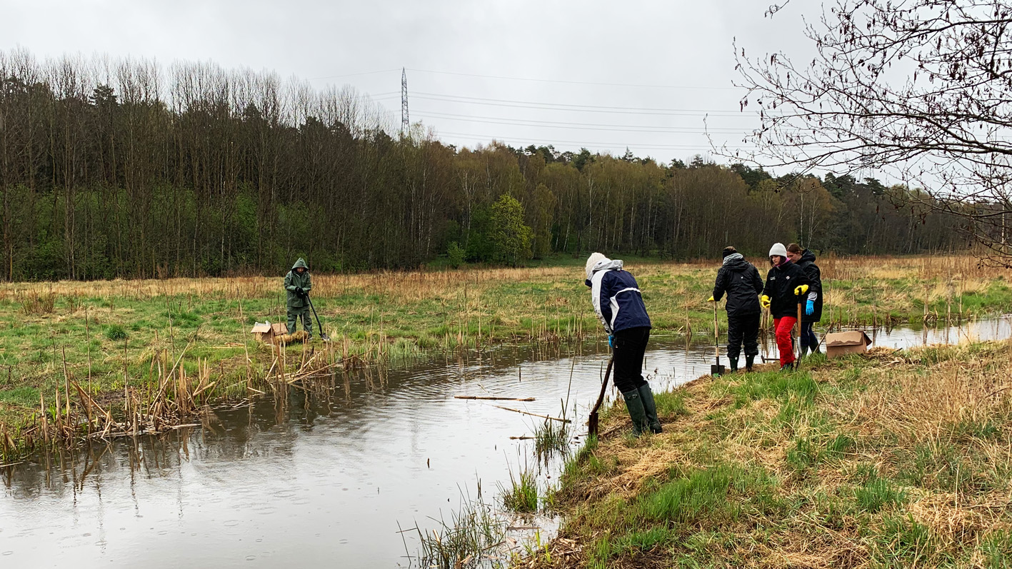 I ett tidigare forskningsprojekt planterades över 7 500 starrväxter ut i Igelbäcken i Solna för att minska föroreningarna av PFAS. Foto: Solna stad