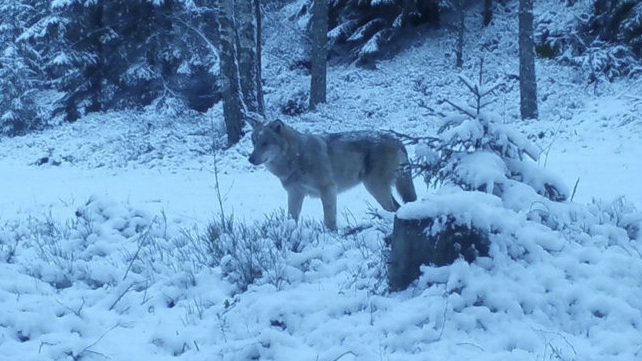 Skånsk varg fotograferad med viltkamera. Arkivbild. Foto: Länsstyrelsen Skåne