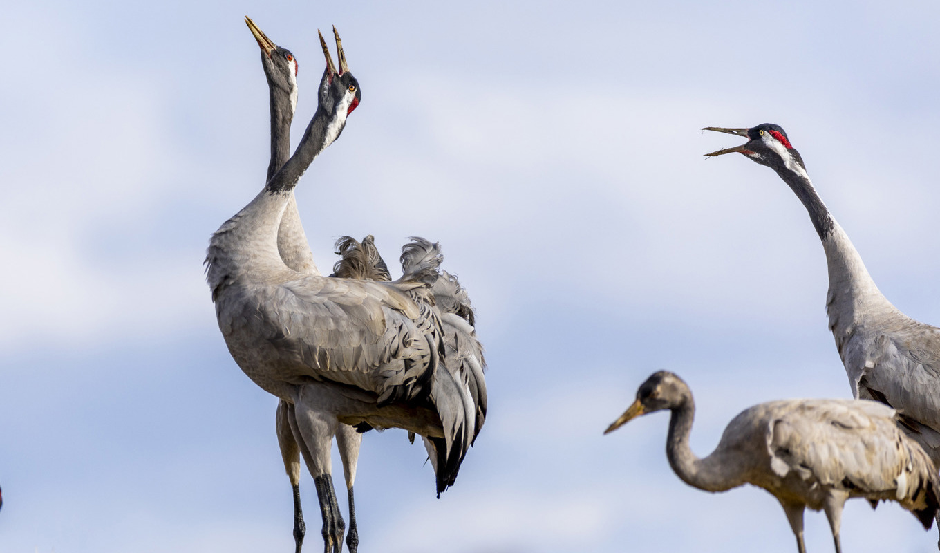 Två tranor från förra årets trandans vid Hornborgasjön mellan Skara och Falköping. Foto: Adam Ihse/TT
