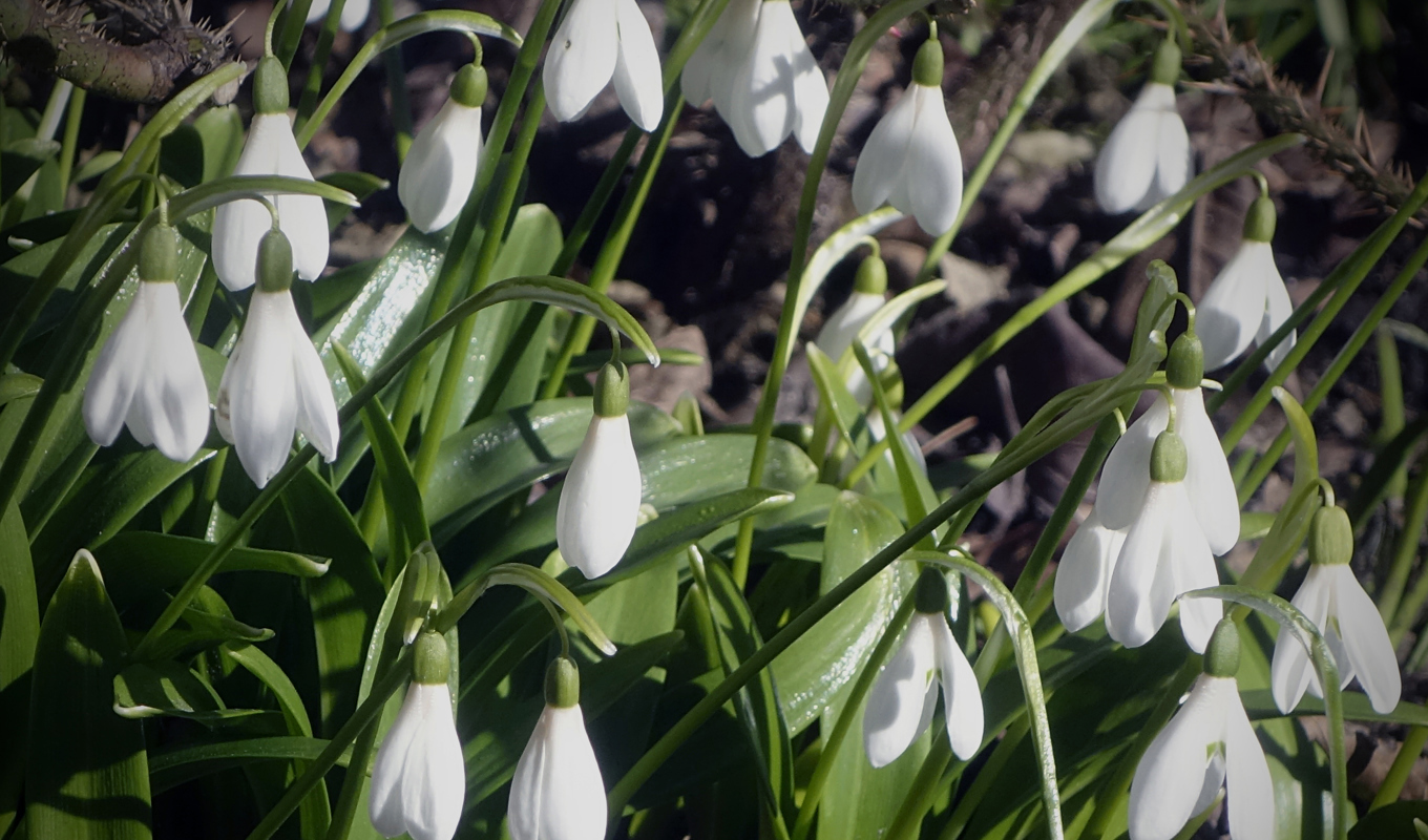 Om allt går som beräknat kommer Skåne och västkusten under onsdagskvällen ha haft sju dygn i rad med vårtemperatur. Arkivbild. Foto: Hasse Holmberg/TT