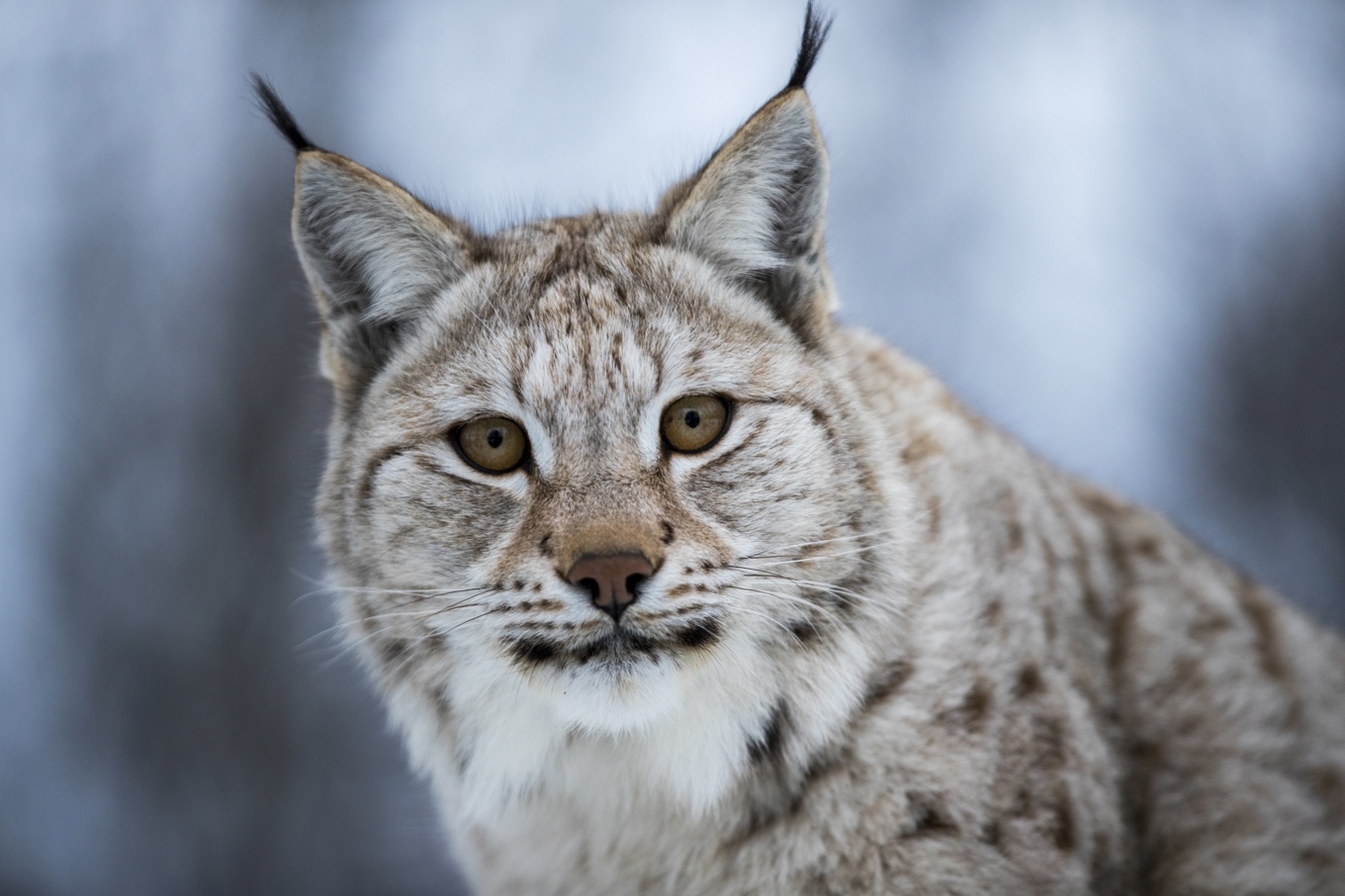 Den fridlysta lodjurspopulationen måste hanteras med stor försiktighet, menar WWF. Arkivbild. Foto: Heiko Junge/ NTB scanpix/ TT