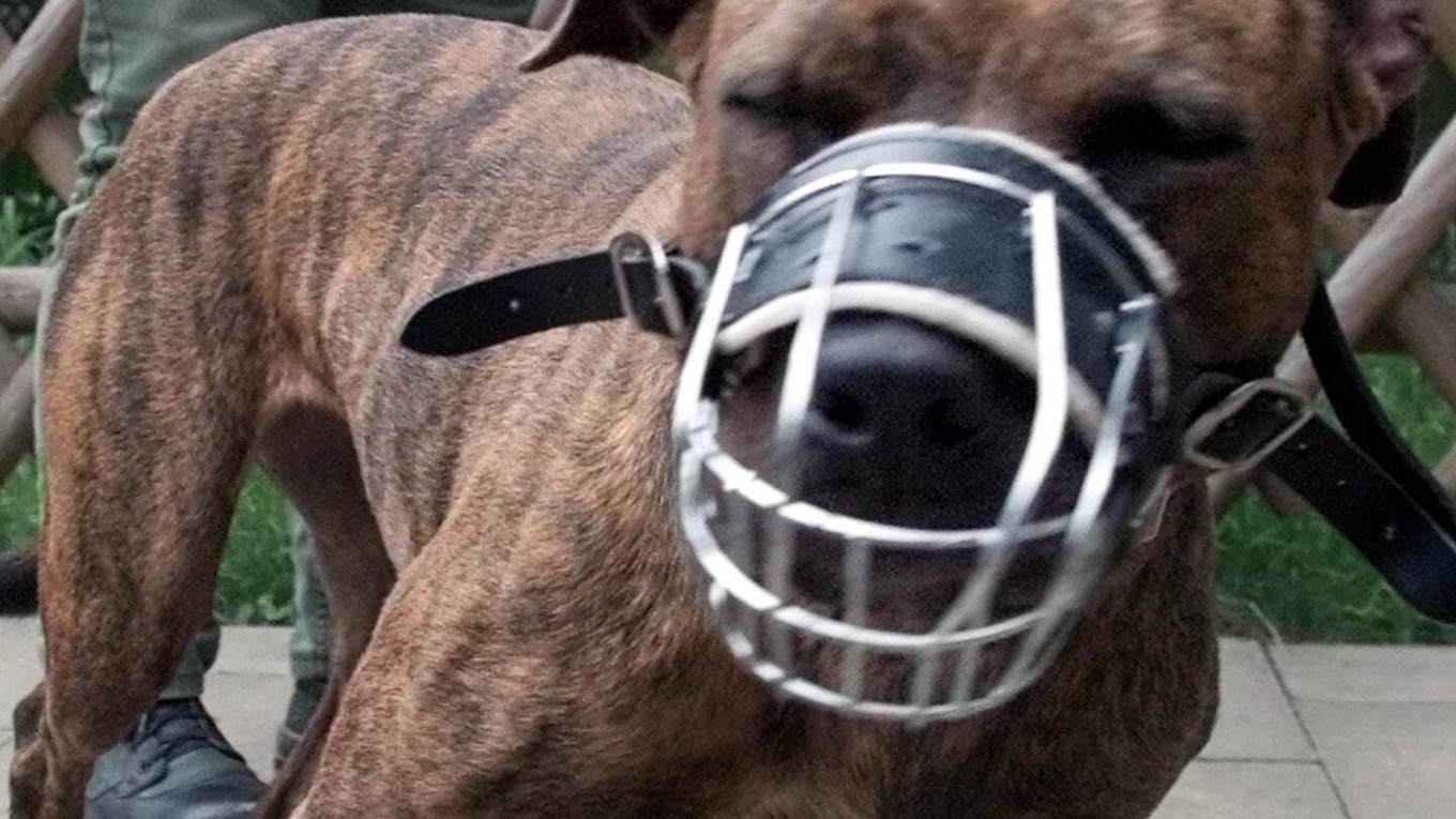 En pitbull med munkorg. Arkivbild. Foto: Christof Stache/AP/TT