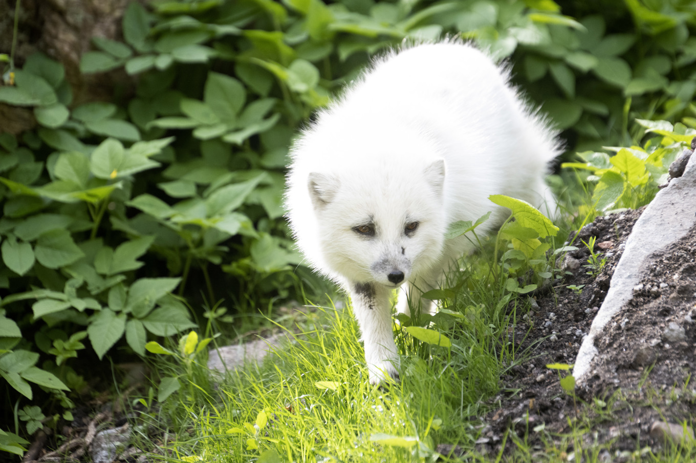 I måndags upptäcktes att fjällräven Mei försvunnit från Skånes djurpark i Höör. Nu har hon hittats påkörd. Arkivbild på en annan fjällräv. Foto: Henrik Montgomery/TT