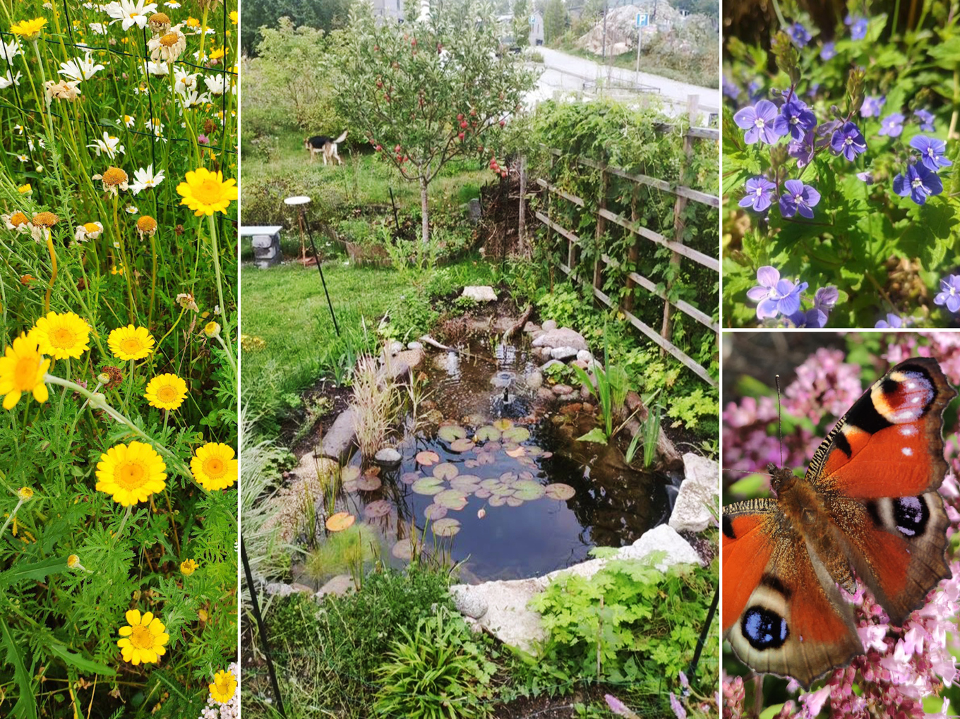 Sarah Edins trädgård sjuder numera av liv. Här syns prunkande gul färgkulla och blå teveronika. Dammen blev snabbt populär bland sländor och småfåglar. Och påfågelöga är en av fjärilsarterna som lockas av blommorna. Foto: Sarah Edin
