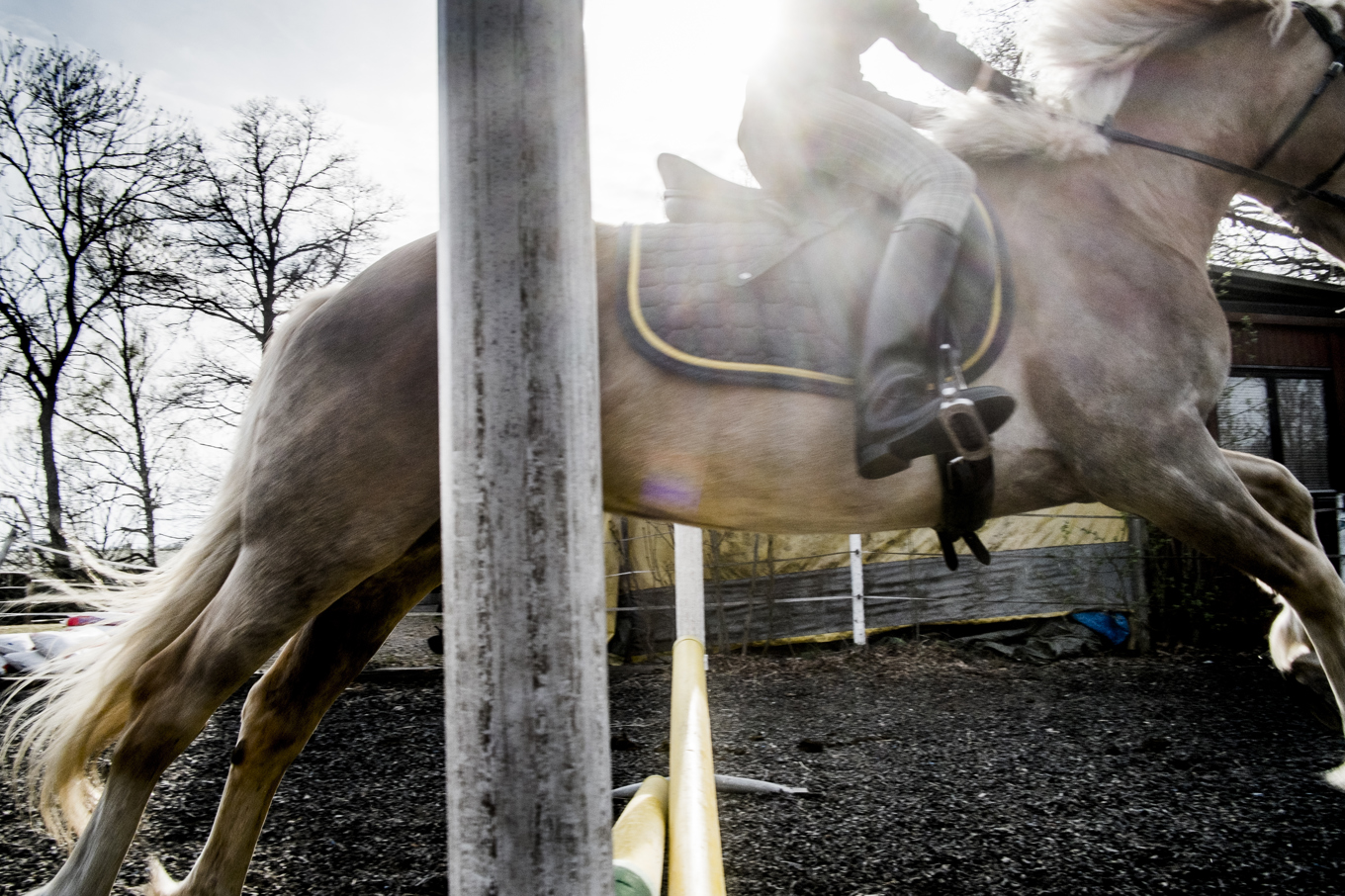 "Vi ser oerhört allvarligt på de uppgifter som vi fått ta del av i artikeln", skriver ridsportförbundet i en kommentar. Foto: Magnus Hjalmarson Neideman / SvD / TT