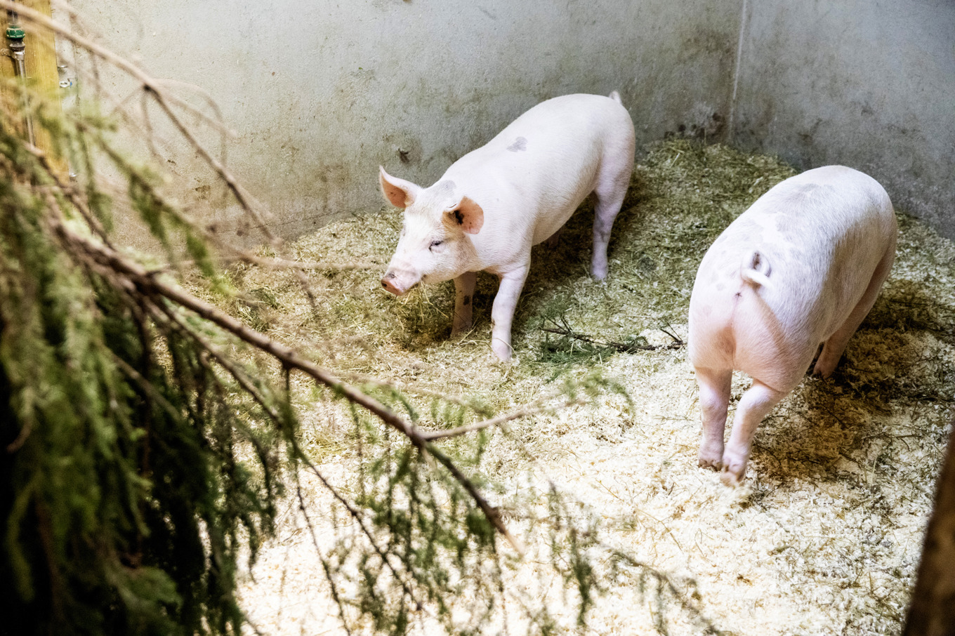 En njure från en gris har transplanterats till en människa. Arkivbild. Foto: Tore Meek/NTB Scanpix/TT