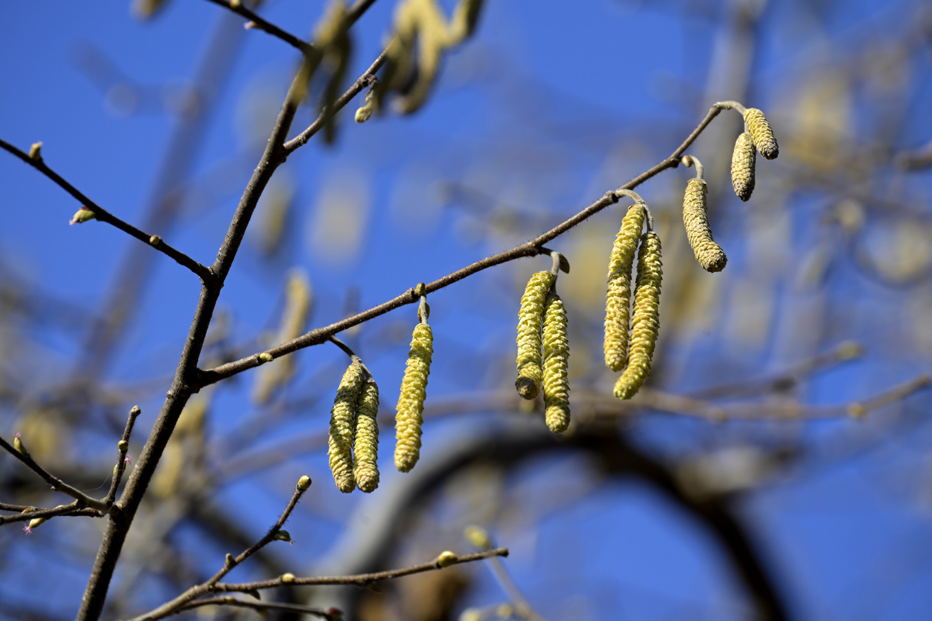 Trots att björken inte blommar i Sverige än kan allergiker känna av den. Det beror på att björkpollen kommer med vindar söder ifrån. Arkivbild. Foto: Janerik Henriksson/TT