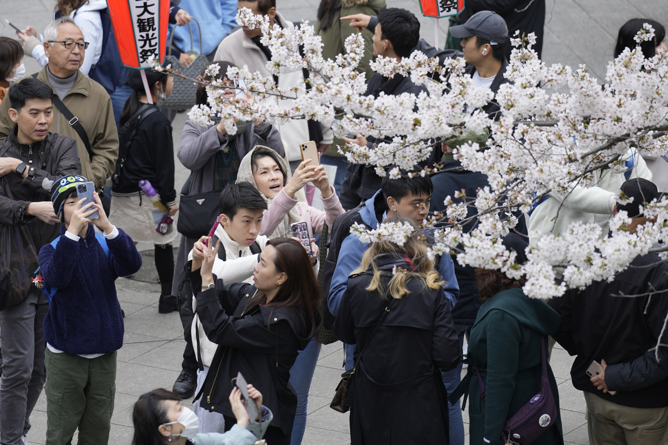 Besökare fotograferar årets körsbärsblomning i Uenoparken i Tokyo. Foto: Eugene Hoshiko/AP/TT