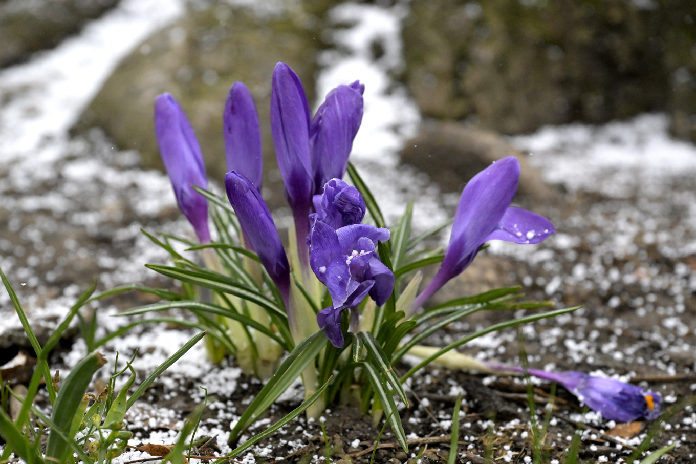 Vårvärmen försvinner tillfälligt. Arkivbild. Foto: Janerik Henriksson/TT