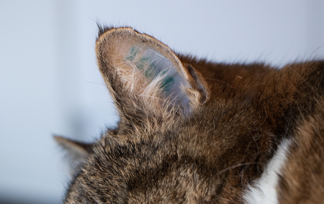Den äldre personen dog efter att ha blivit klöst av sin katt. Arkivbild. Foto: Birgitta Nilsson/TT