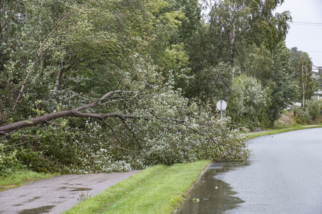 Det har blåst ner flera träd i Götaland under dagen. Trädet på bilden har inget med texten att göra. Arkivbild. Foto: Tor Erik Schrøder/NTB/TT