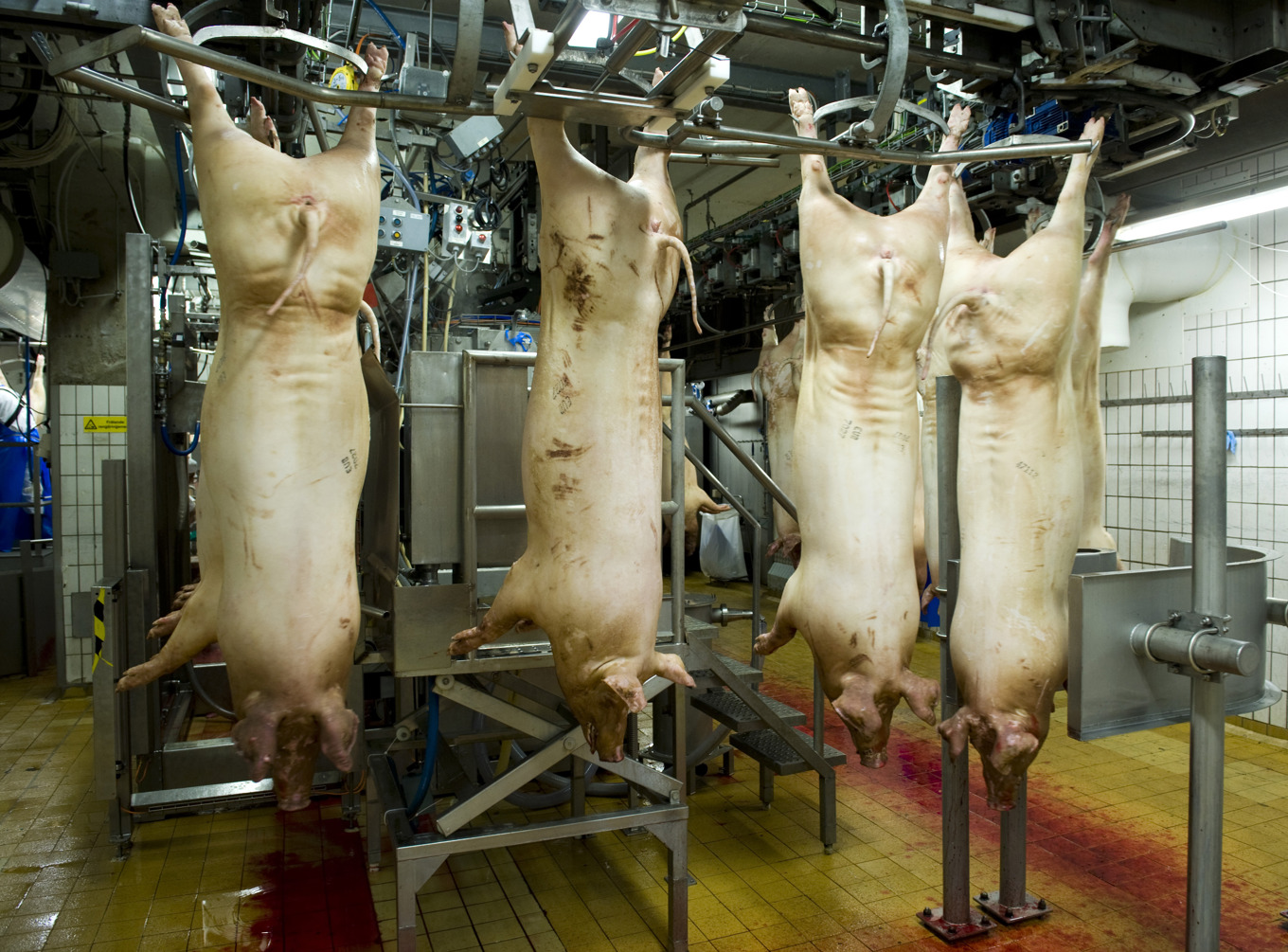 Åtalet mot de två männen handlar om djurmisshandel med hjälp av tillhyggen och avlivningar som skett utan tillräcklig bedövning. Arkivbild från ett annat slakteri. Foto: Rickard Nilsson/TT