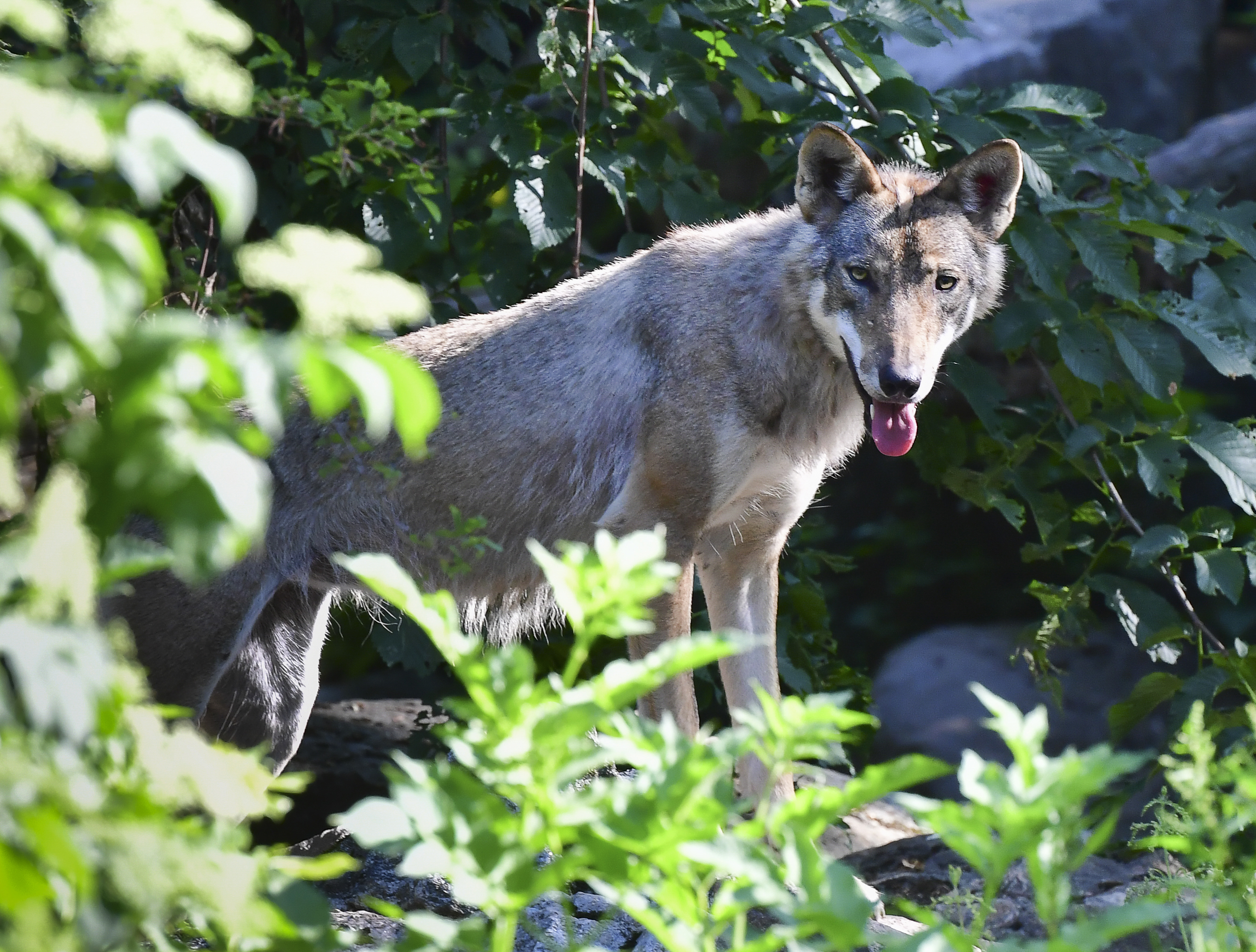 Den varg som sköts vid en skyddsjakt i förra veckan har legat bakom över 20 angrepp mot tamboskap. Vargen på bilden har ingenting med texten att göra. Arkivbild. Foto: Jonas Ekströmer/TT