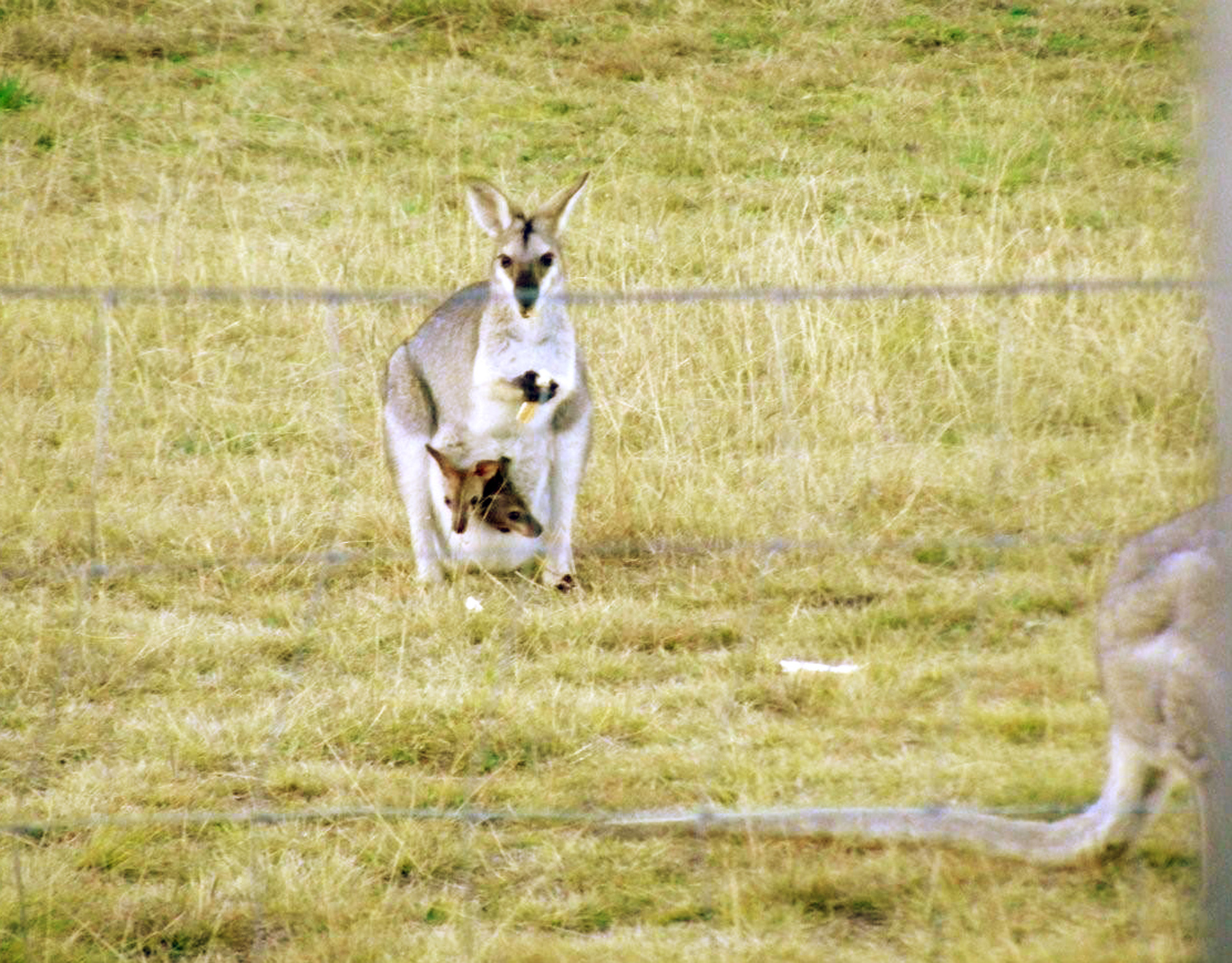 En vallabyhona i Australien. Vallabyn som är på rymmen i Skåne är en hane, som varit försvunnen sedan i helgen. Arkivbild. Foto: Peter Balsillie/AP Photo/TT