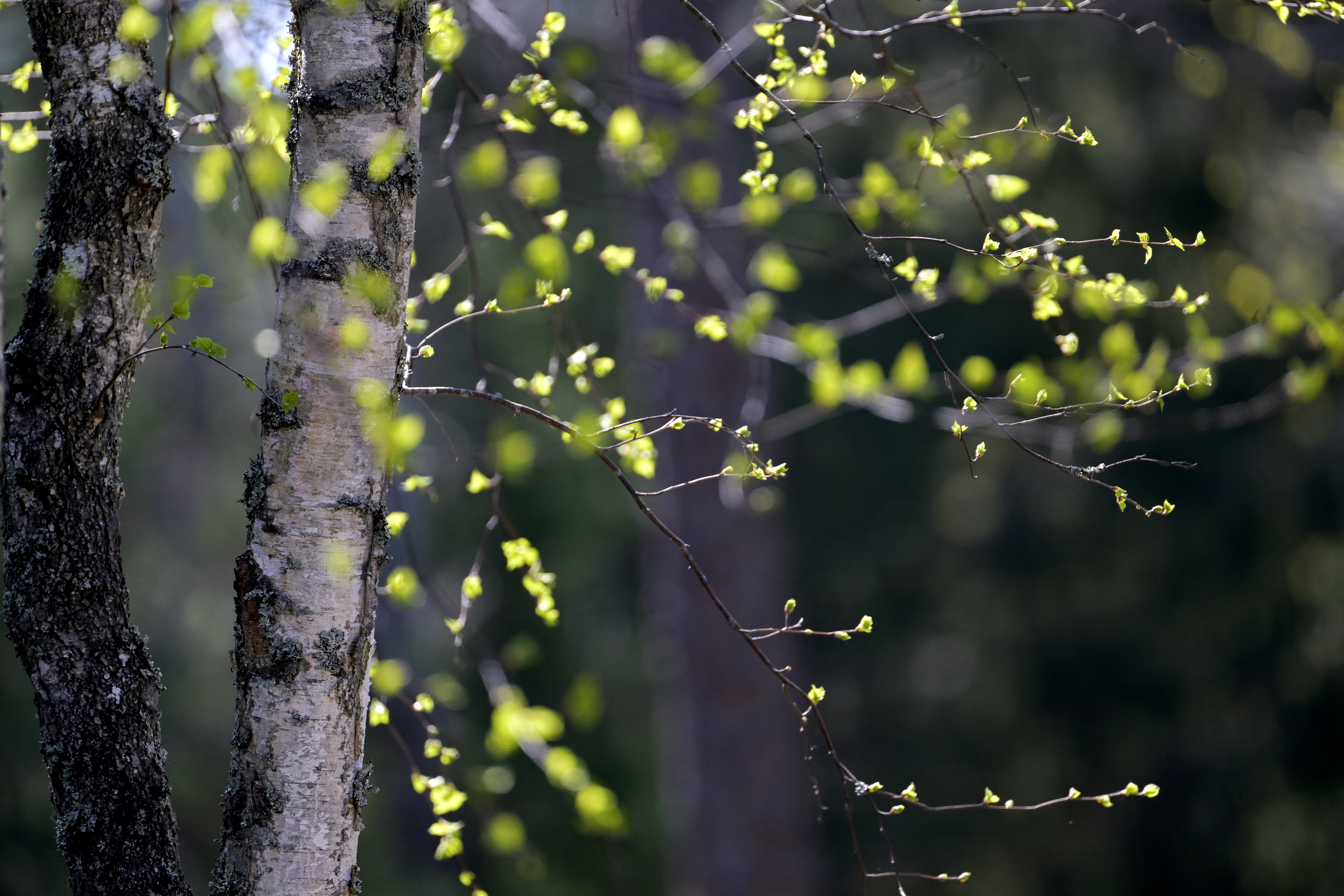 Grönska i och nära tätorter gör gott för både hälsa och klimat, visar forskning. Arkivbild. Foto: Janerik Henriksson/TT