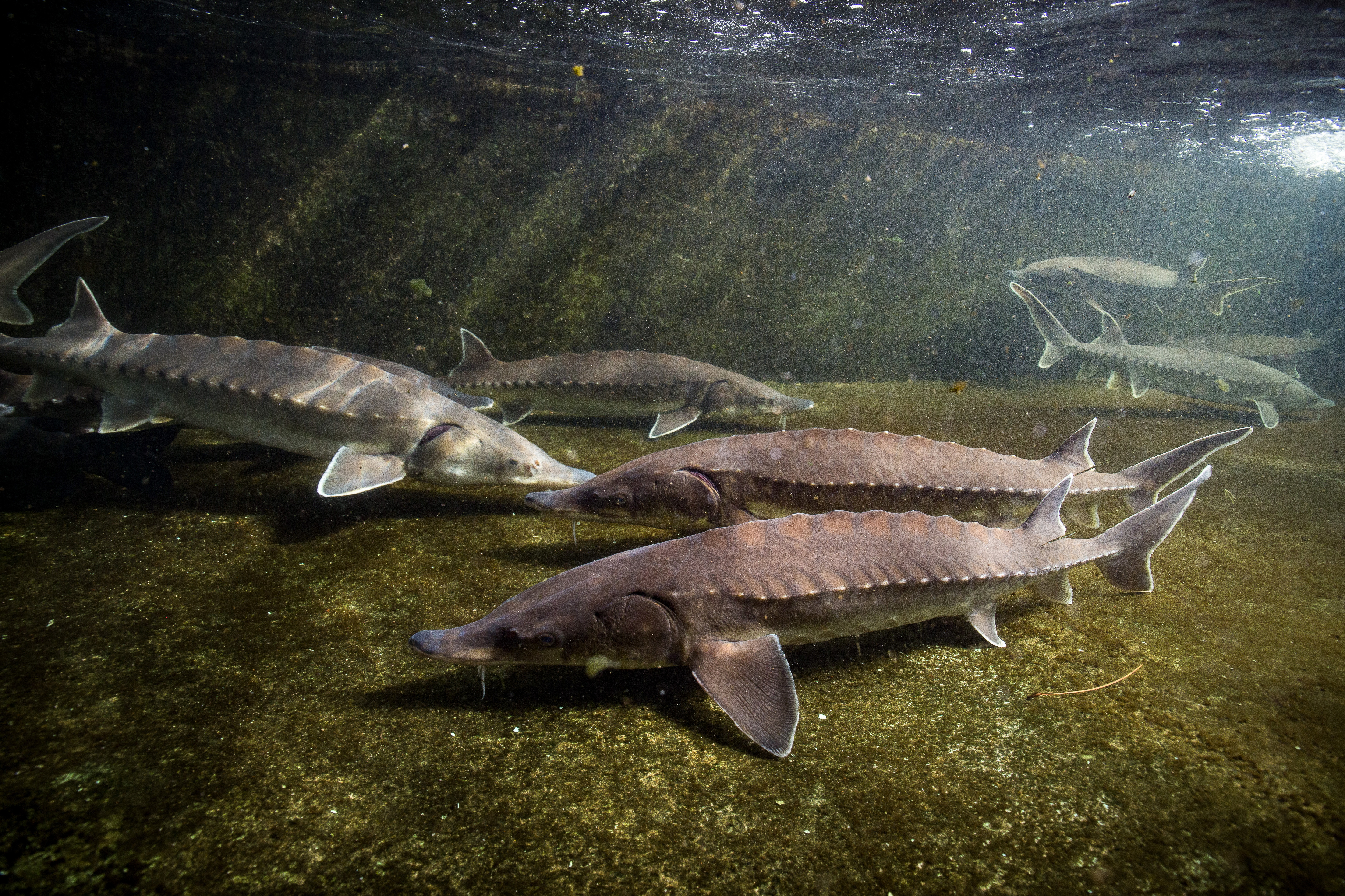 Atlantstören klassas som nationellt utdöd i Sverige. Arkivbild. Foto: Ryan Hagerty/U.S. Fish and Wildlife Service/TT