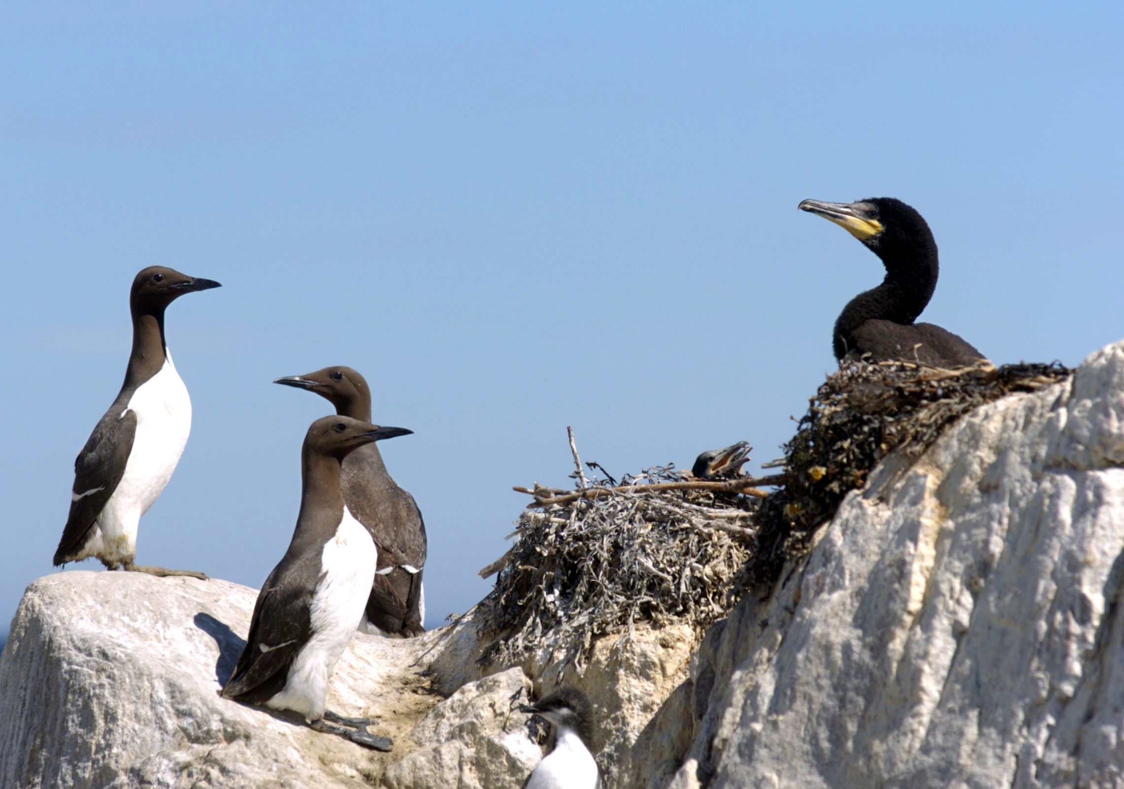 Sillgrisslehonorna lägger äggen på smala klippkanter 40 meter över havet. Arkivbild. Foto: Lars Pehrson/SvD/TT