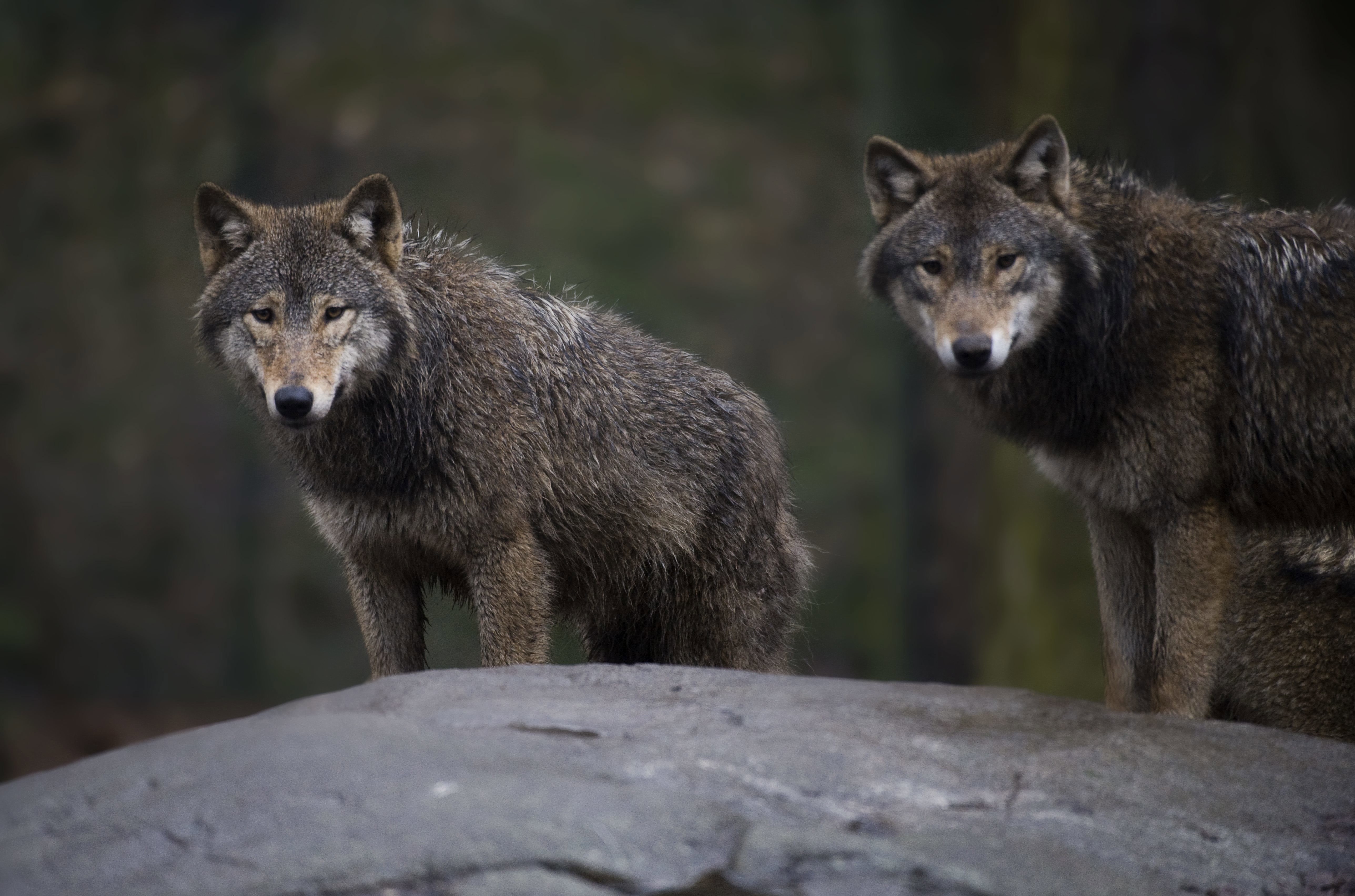 Vargar anföll en kvinna i en djurpark utanför Paris. Arkivbild från Skansen i Stockholm. Foto: Jonas Ekströmer/TT