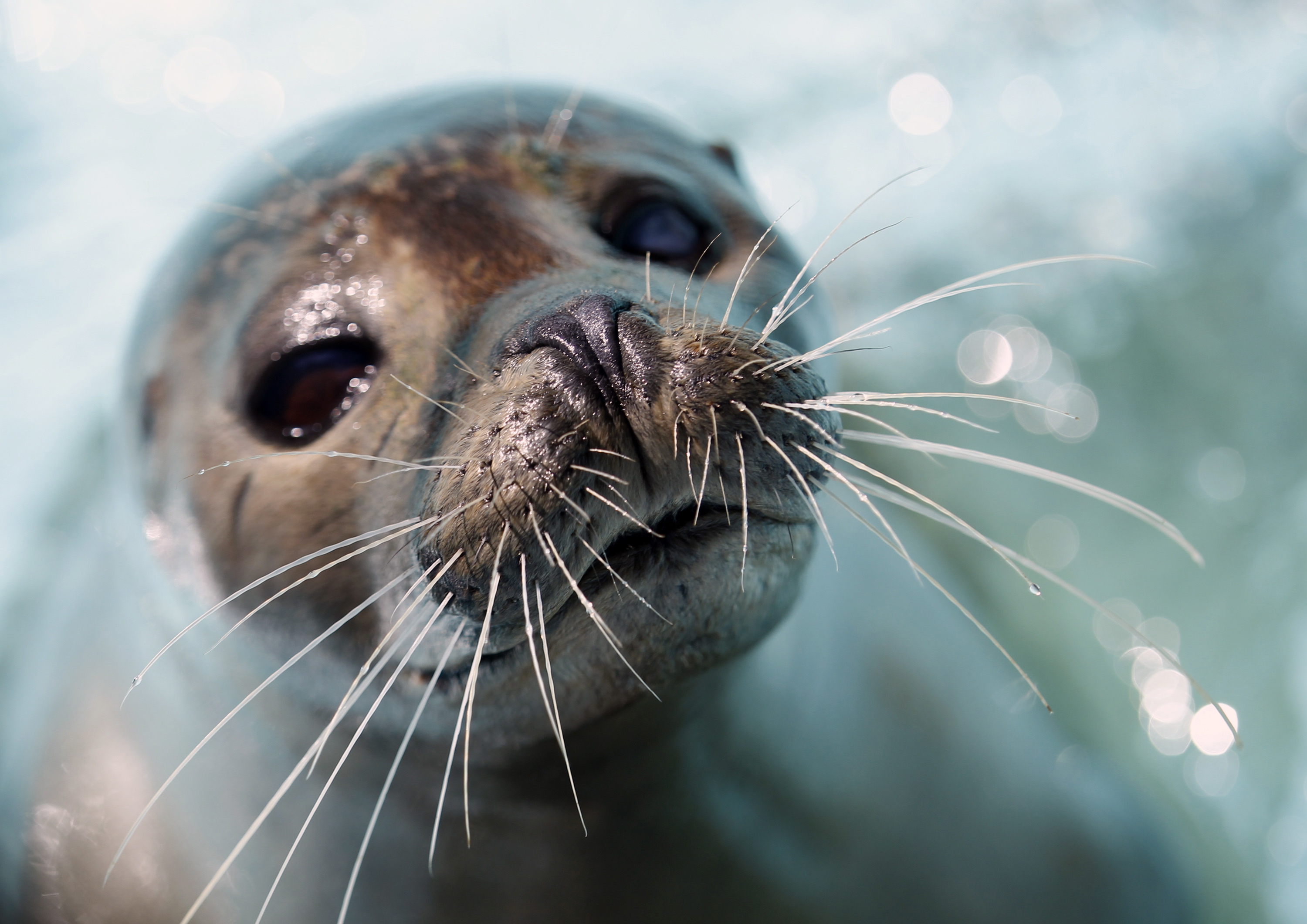 Göteborgs universitet efterlyser allmänhetens bilder på sälar. Arkivbild. Foto: Darko Vojinovic/AP