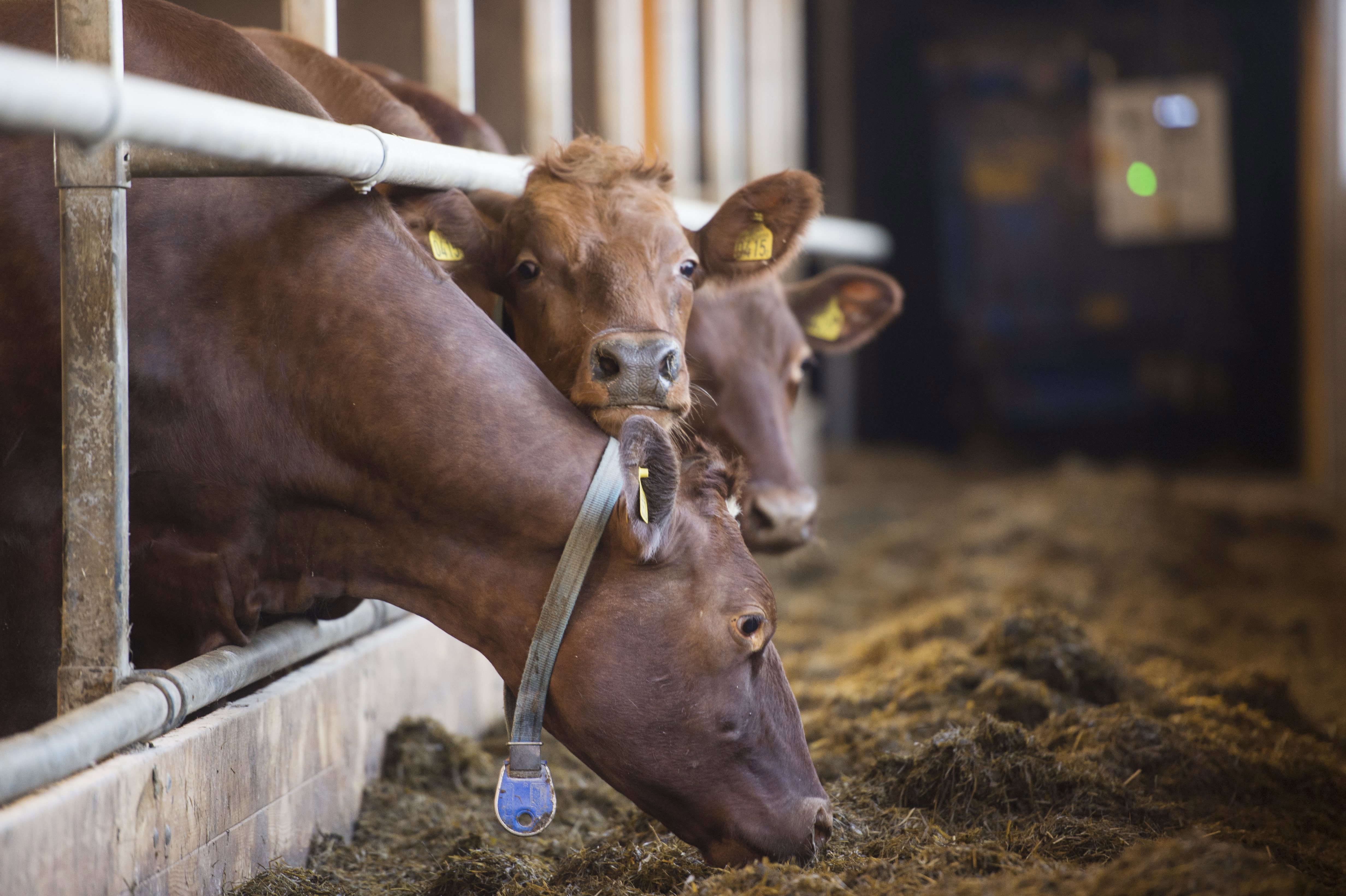 Svenska lantbrukare riskerar att gå miste om en halv miljard per år i ersättning från EU, under tre års tid. Arkivbild. Foto: Fredrik Sandberg/TT