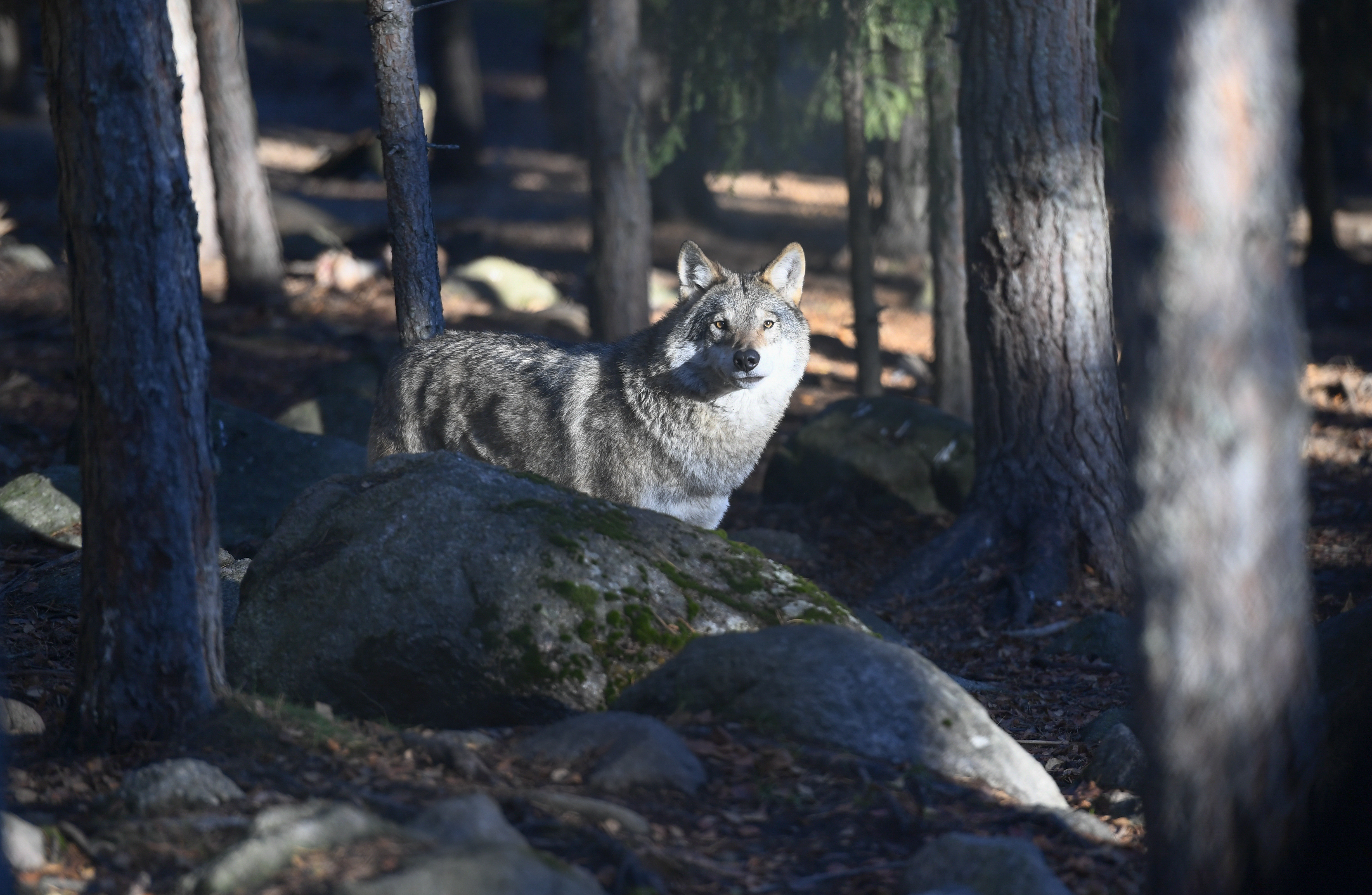 Världsnaturfonden, WWF, satsar över tre miljoner kronor på olika projekt kopplade till svenska rovdjur. Arkivbild. Foto: Pontus Lundahl/TT