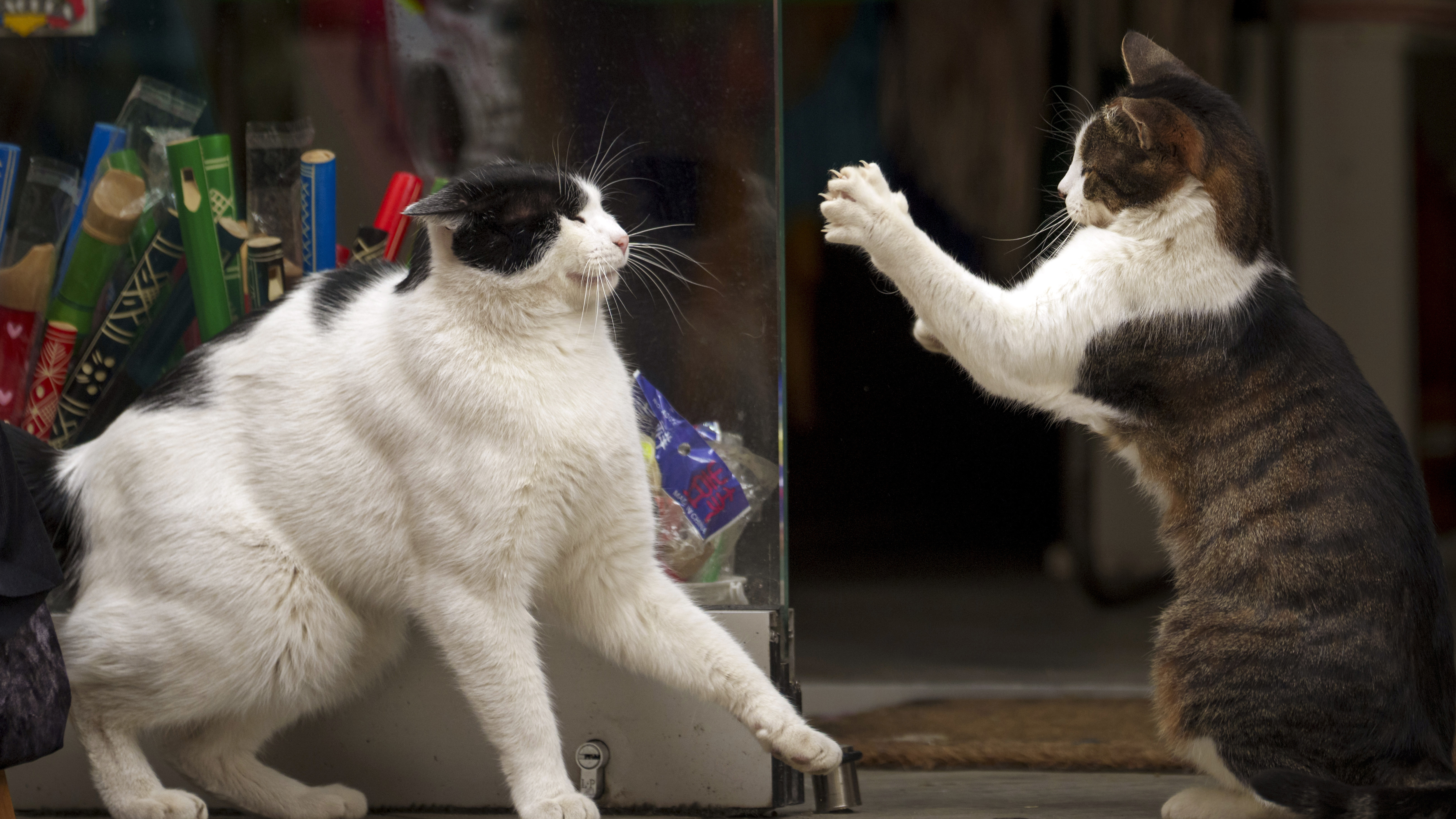 På sommaren kommer fler katter som hamnat i slagsmål till veterinären. Arkivbild. Foto: Andreea Alexandru/AP/TT