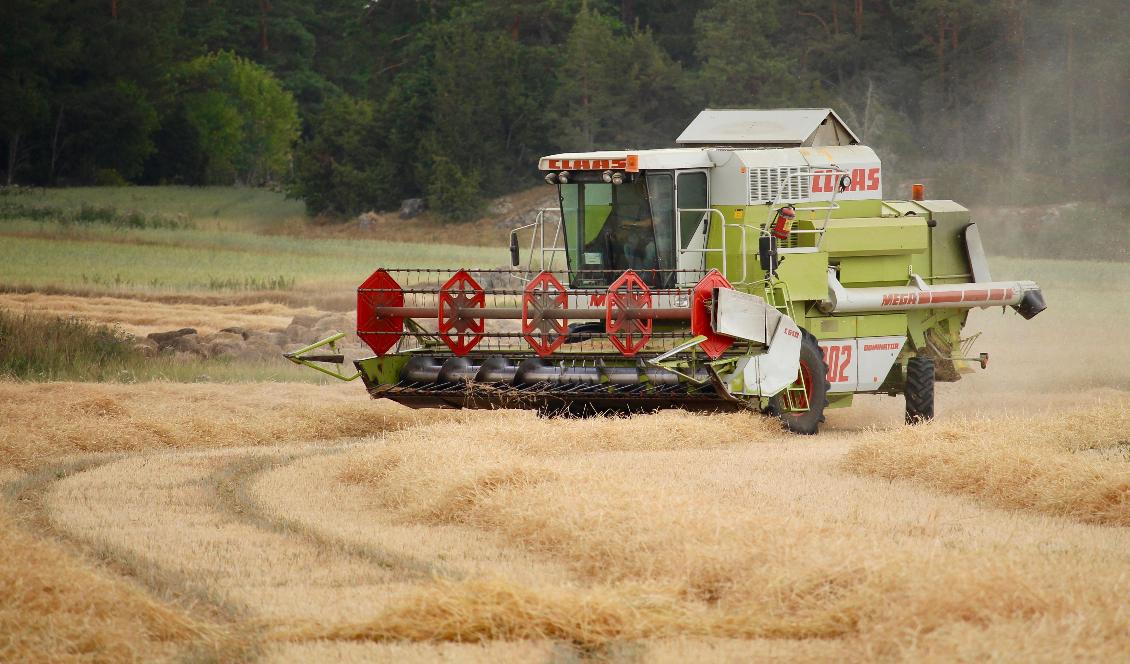 Förra året var drygt 158 300 personer sysselsatta i jordbruket, enlig Jordbruksverket. Foto: Susanne W. Lamm