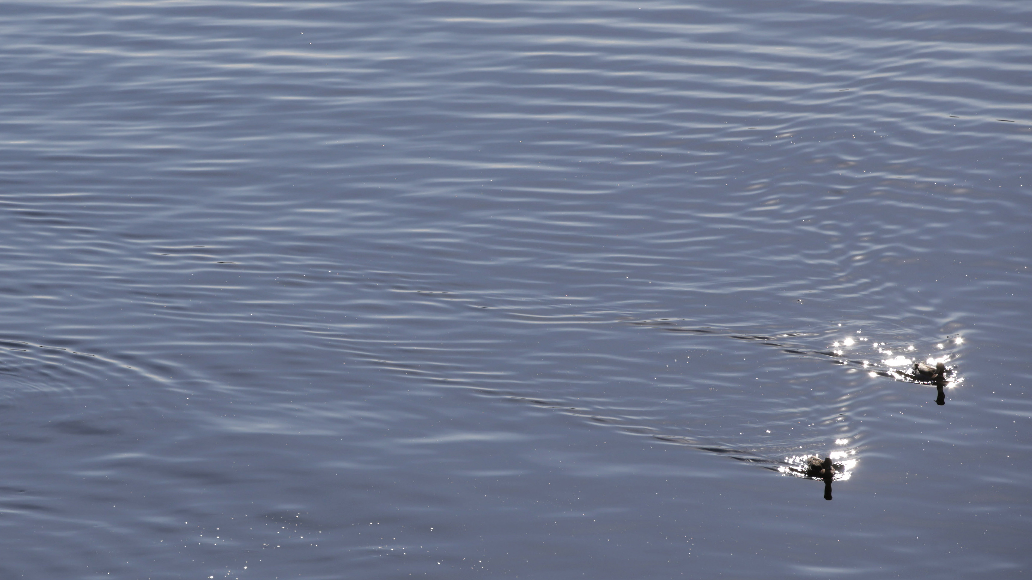 Badvattnet i Dalsjön utanför Borås är otjänligt. Arkivbild. Foto: Håkon Mosvold Larsen/NTB-TT