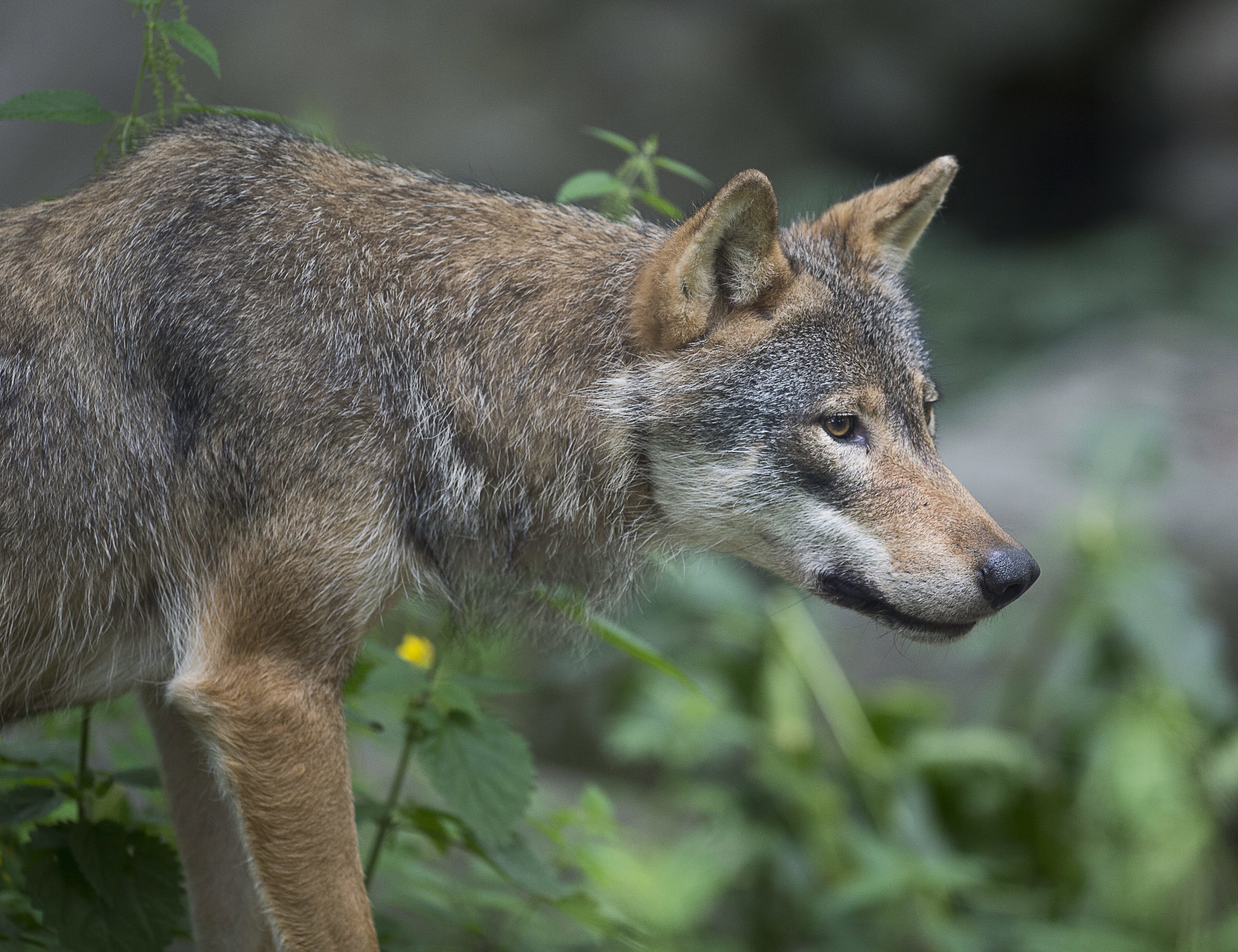 En vandringsvarg från Söderåsen i Skåne ligger bakom två angrepp mot får i Västerviks kommun. Arkivbild. Foto: Jonas Ekströmer/TT
