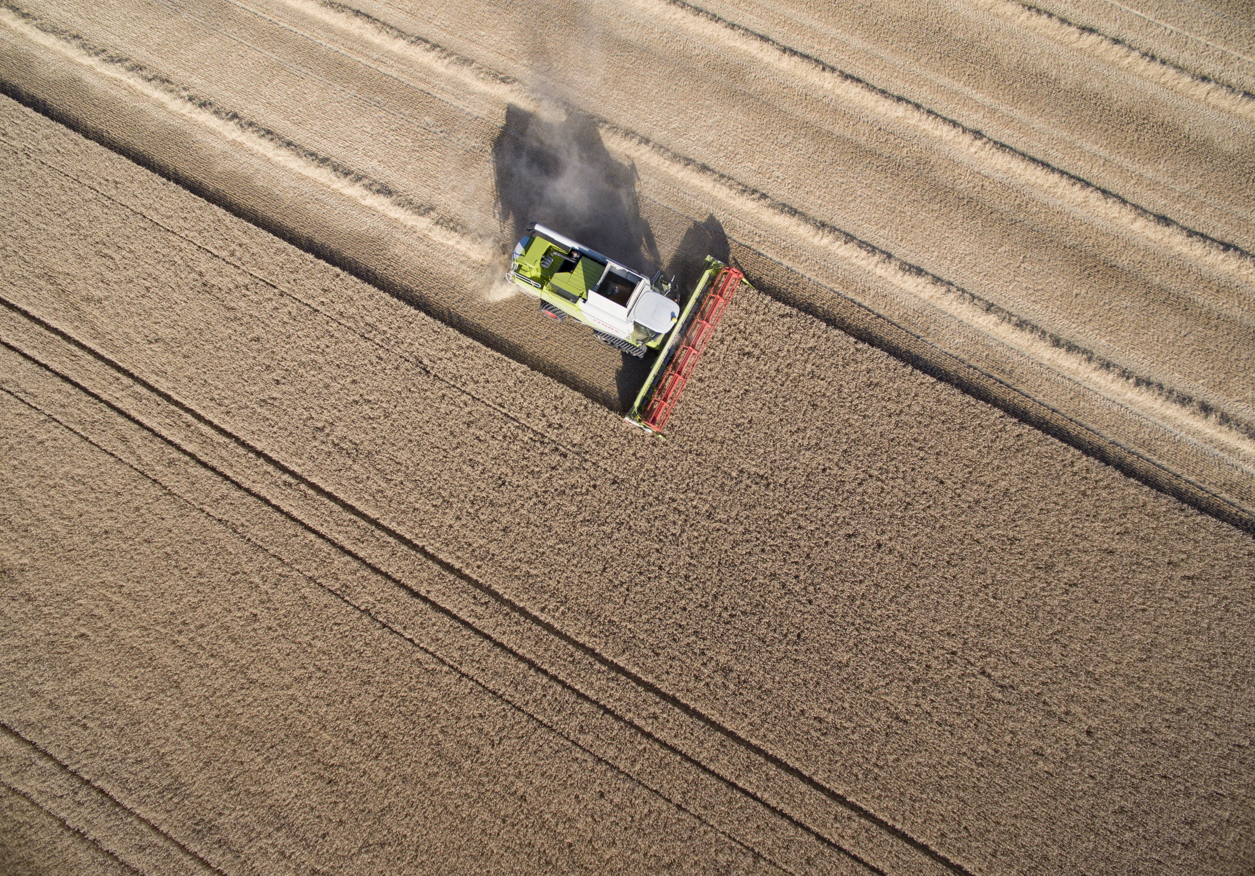 Höstvete tröskas utanför Vallkärra norr om Lund. Arkivbild. Foto: Johan Nilsson/TT