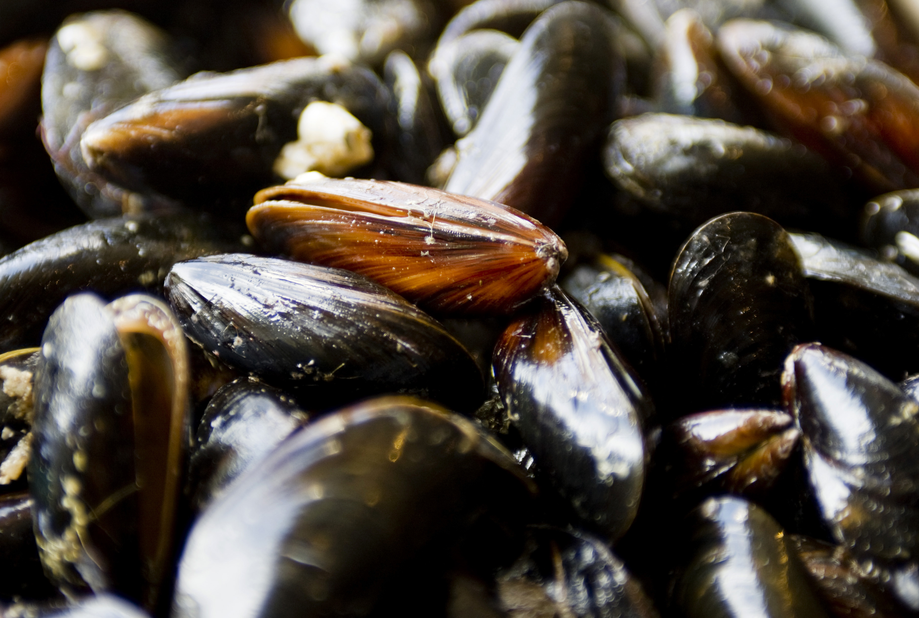 Tiotusentals musslor flyttas i Gävleborg för att skydda djuren medan vattendragen restaureras. Arkivbild. Foto: Christine Olsson/TT