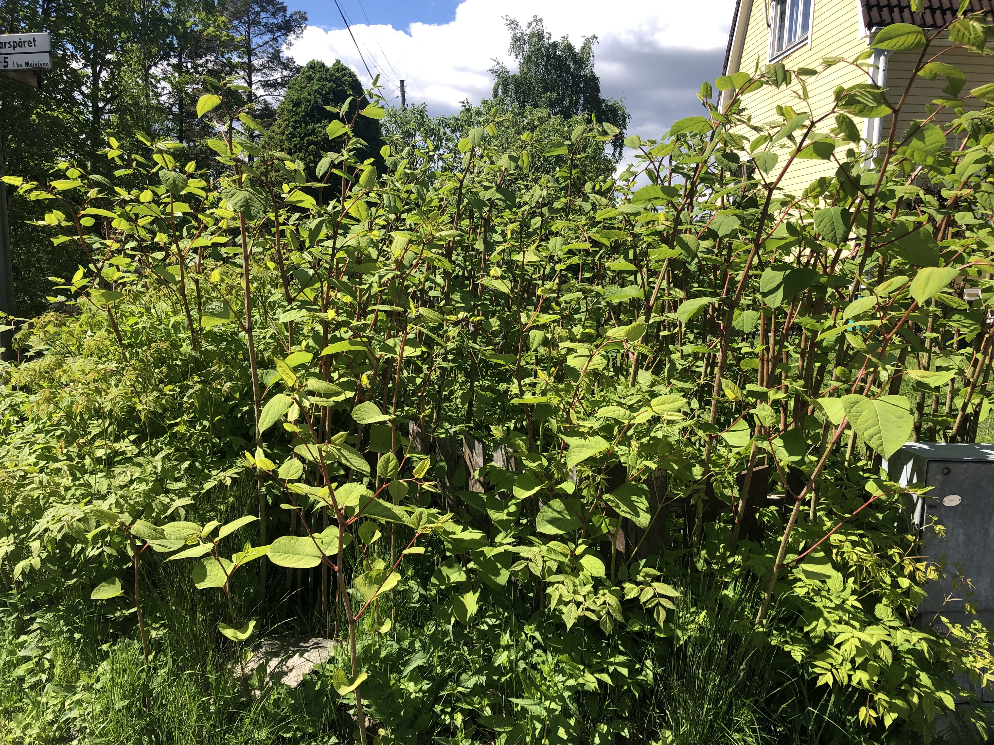 Förhoppningen är att den invasiva växten parkslide ska utrotas med hjälp av höga temperaturer. Arkivbild. Foto: Marianne Ahlenuis/TT