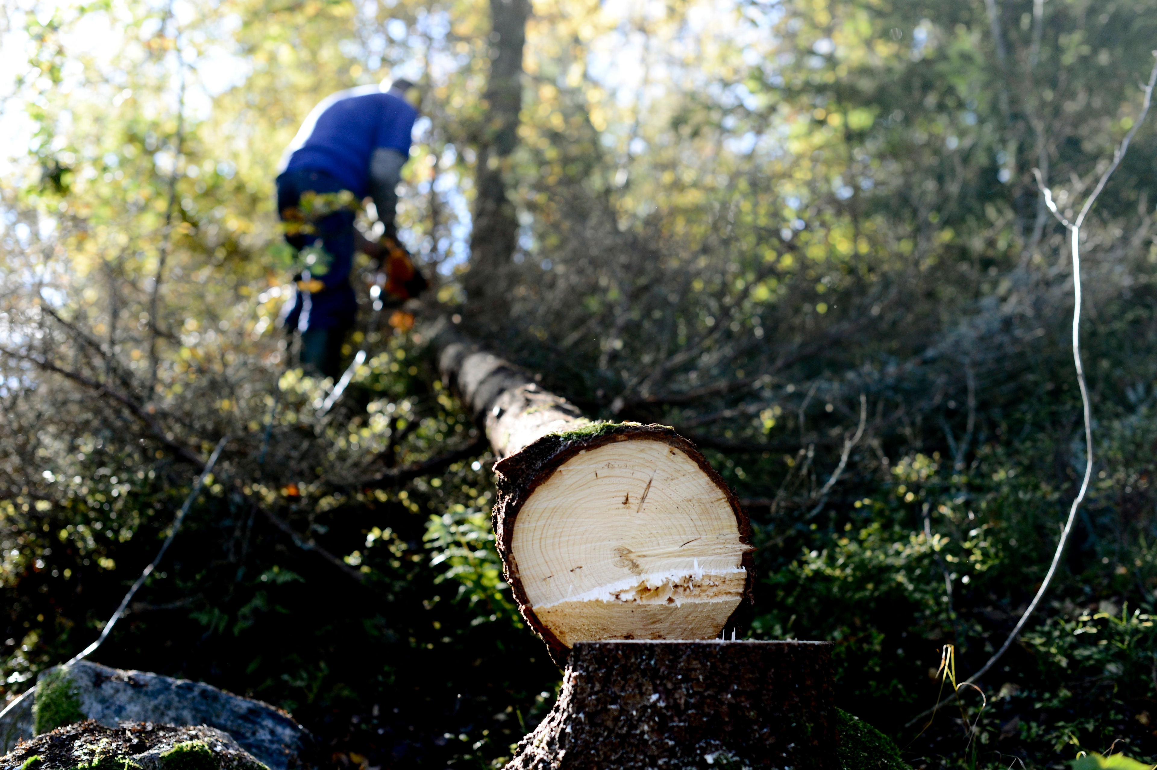 Skogsstyrelsen måste dra ner på personal som en följd av minskade anslag. Arkivbild. Foto: Pontus Lundahl/TT