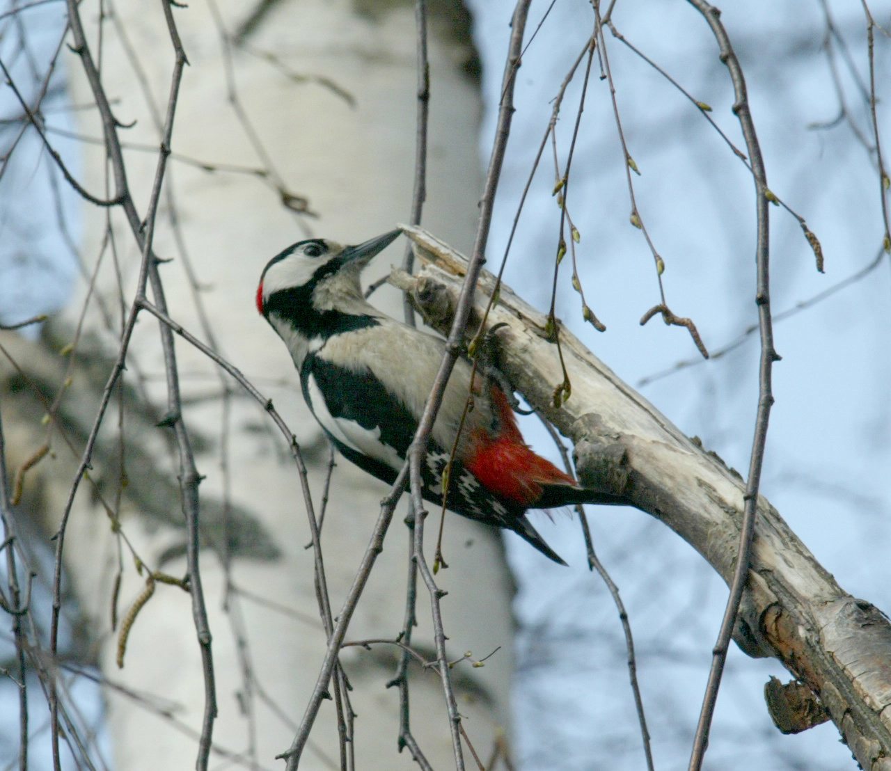 Två hackspettar har orsakat skador för tusentals kronor på ett bostadshus. Arkivbild. Foto: Bertil Ericson/TT