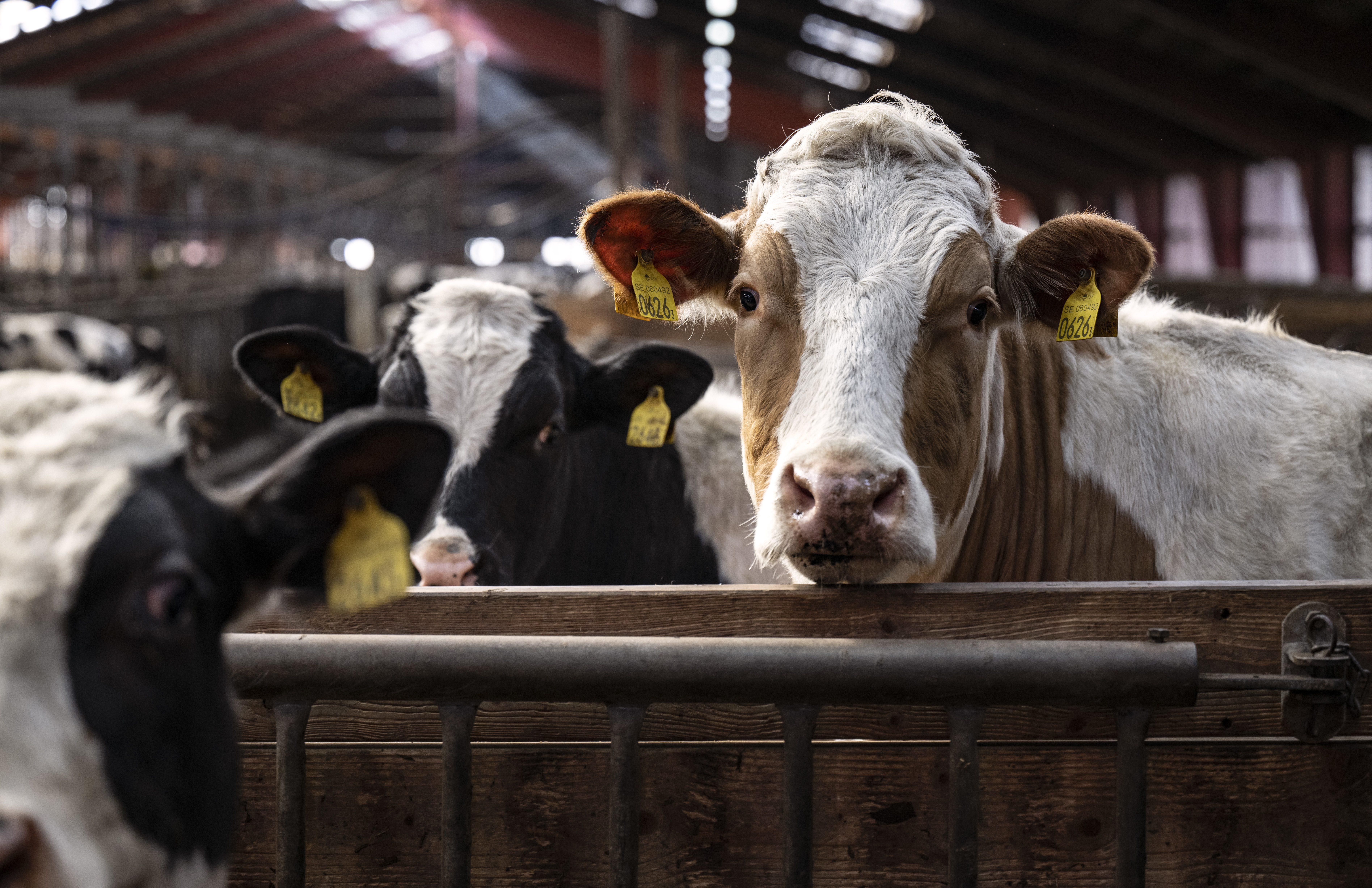 200 kor har dött i en ladugårdsbrand natten till fredagen. Arkivbild. Foto: Johan Nilsson/TT