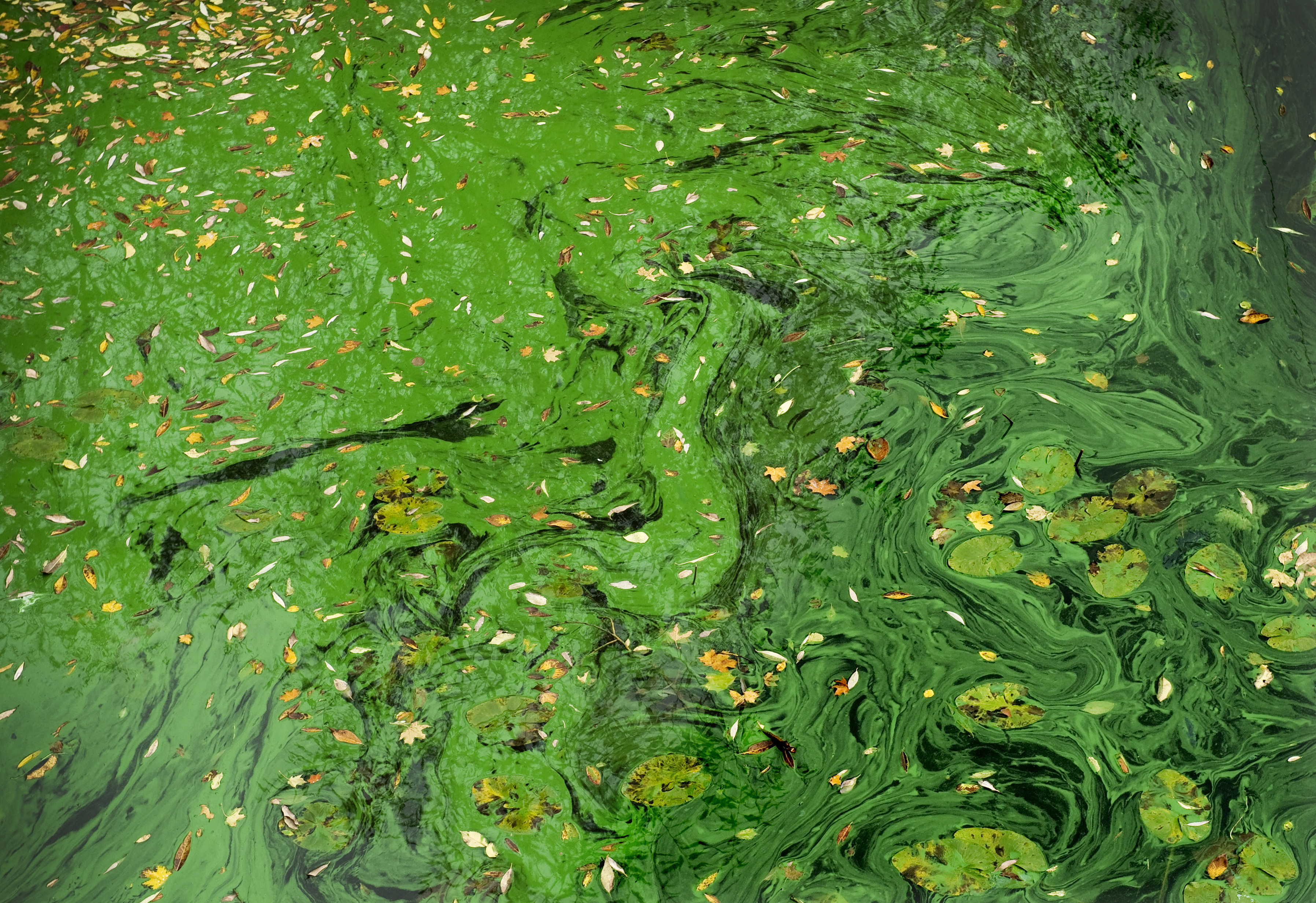 Det är inte alla alger som producerar toxiner som är farliga för människan, men ser man en tjock sörja bör man inte hoppa i. Arkivbild. Foto: Claudio Bresciani / TT