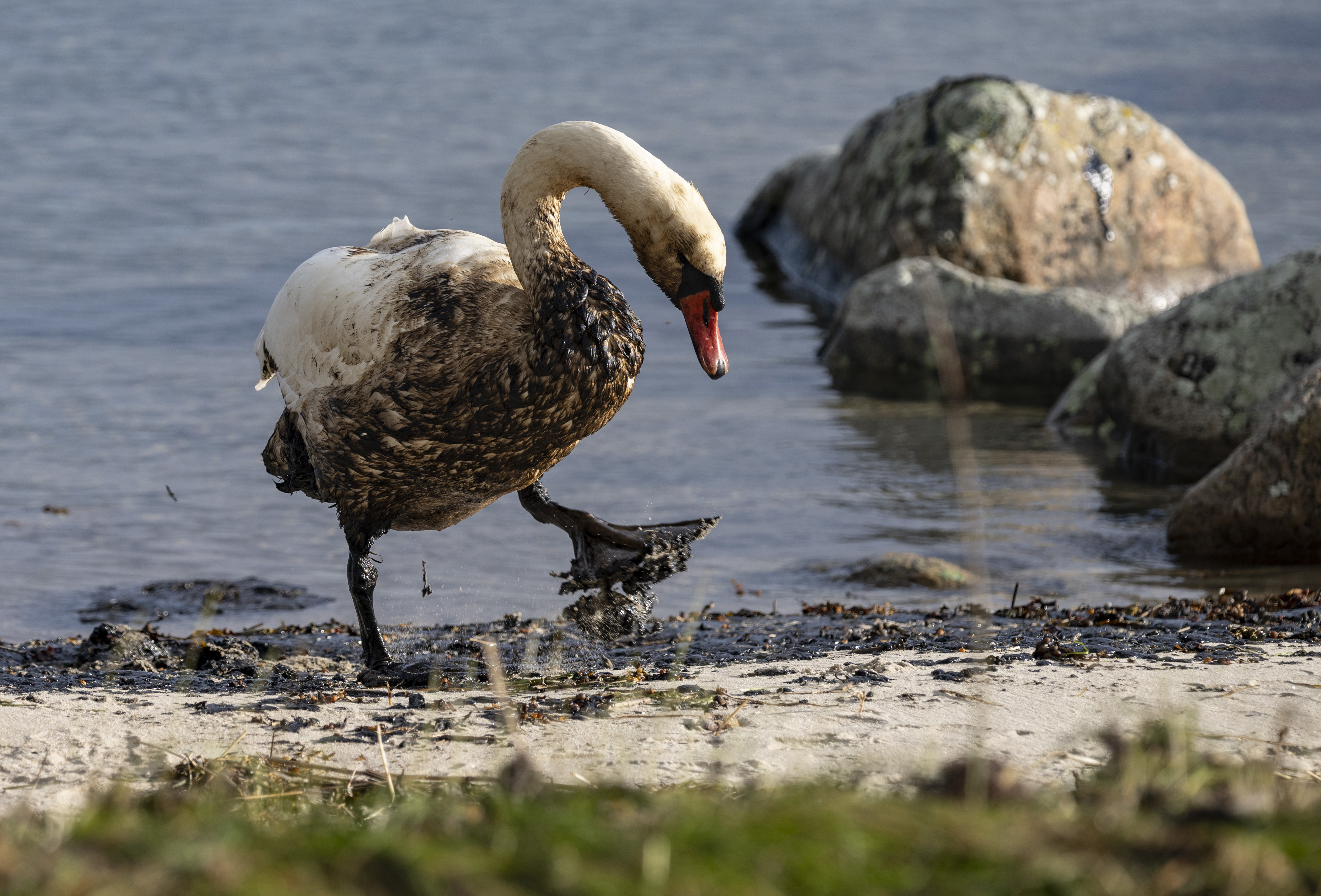 En svan som fått tjockolja på sig vid strandkanten utanför Krokås hamn vid Hörvik i Pukaviksbukten. Arkivbild från den 23 oktober förra året. Foto: Johan Nilsson/TT