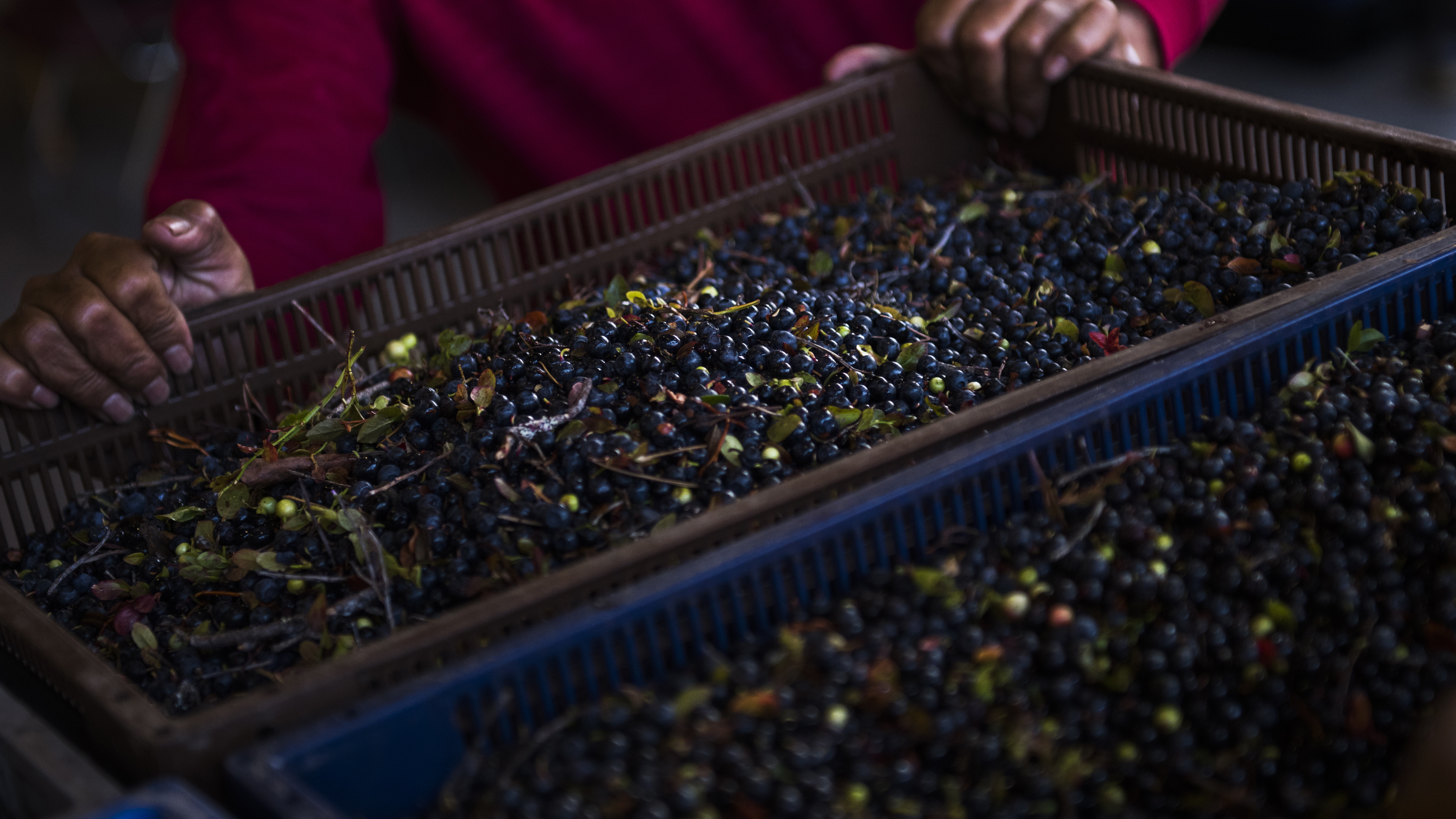 En bärföretagare dömd till fängelse för grov människoexploatering åtalas nu för grova ekobrott. Bärplockaren på bilden har inte med texten att göra. Arkivbild. Foto: Fredrik Karlsson/TT