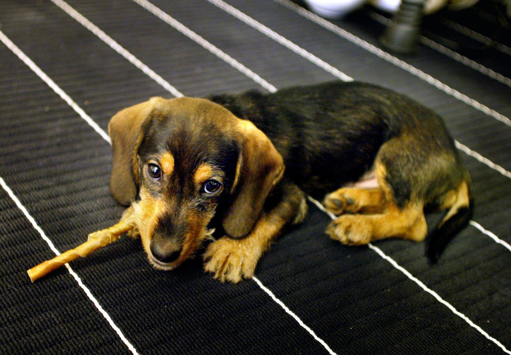 Länsstyrelsen i Östergötland beslutade att omedelbart omhänderta kennelns 123 hundar vid en tillsyn för några veckor sedan. Arkivbild Foto: Pontus Lundahl/TT