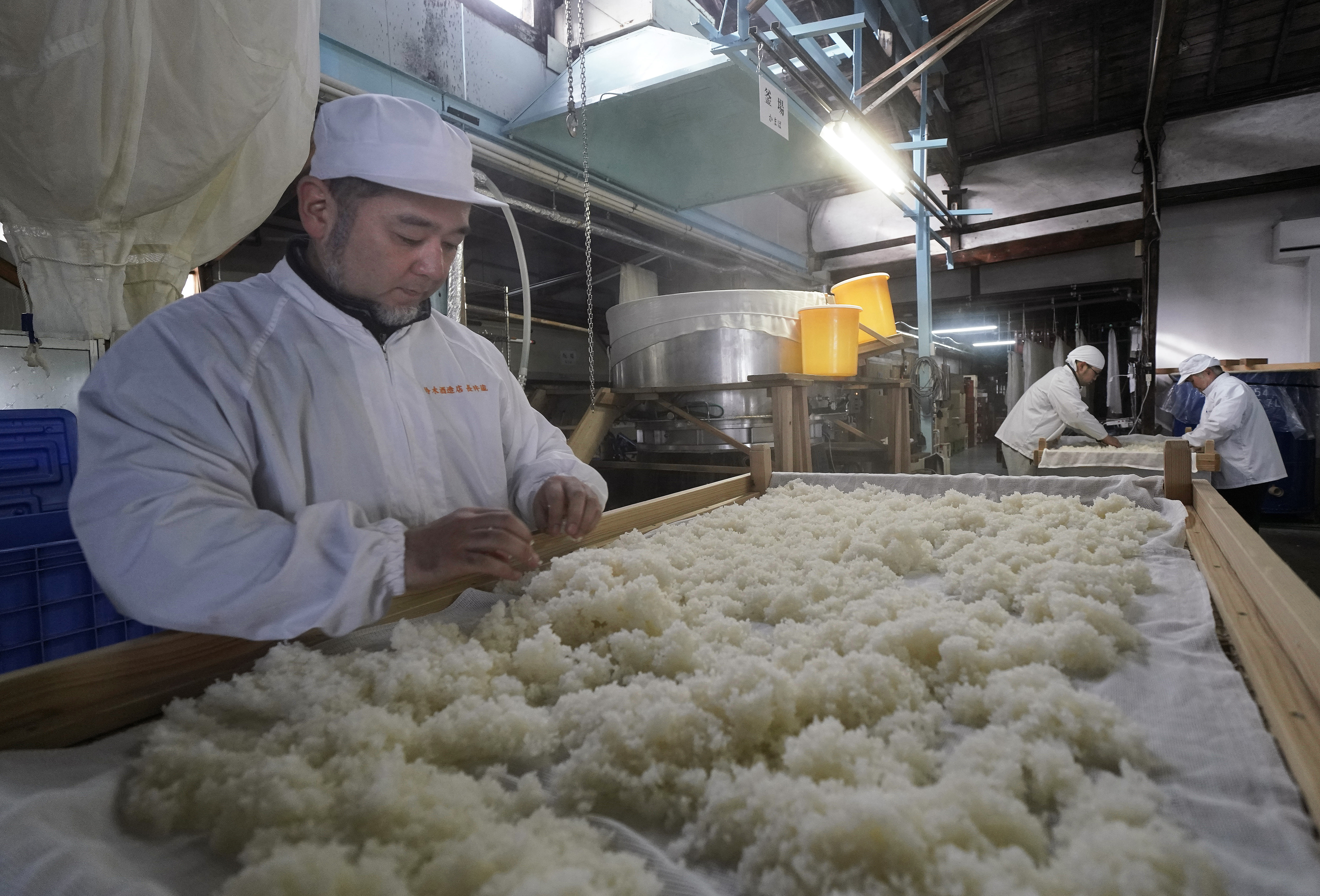 I Japan används ris inte bara till sushi och mat, utan även till framställning av sake – en alkoholhaltig dryck. Arkivbild. Foto: Shizuo Kambayashi AP/TT
