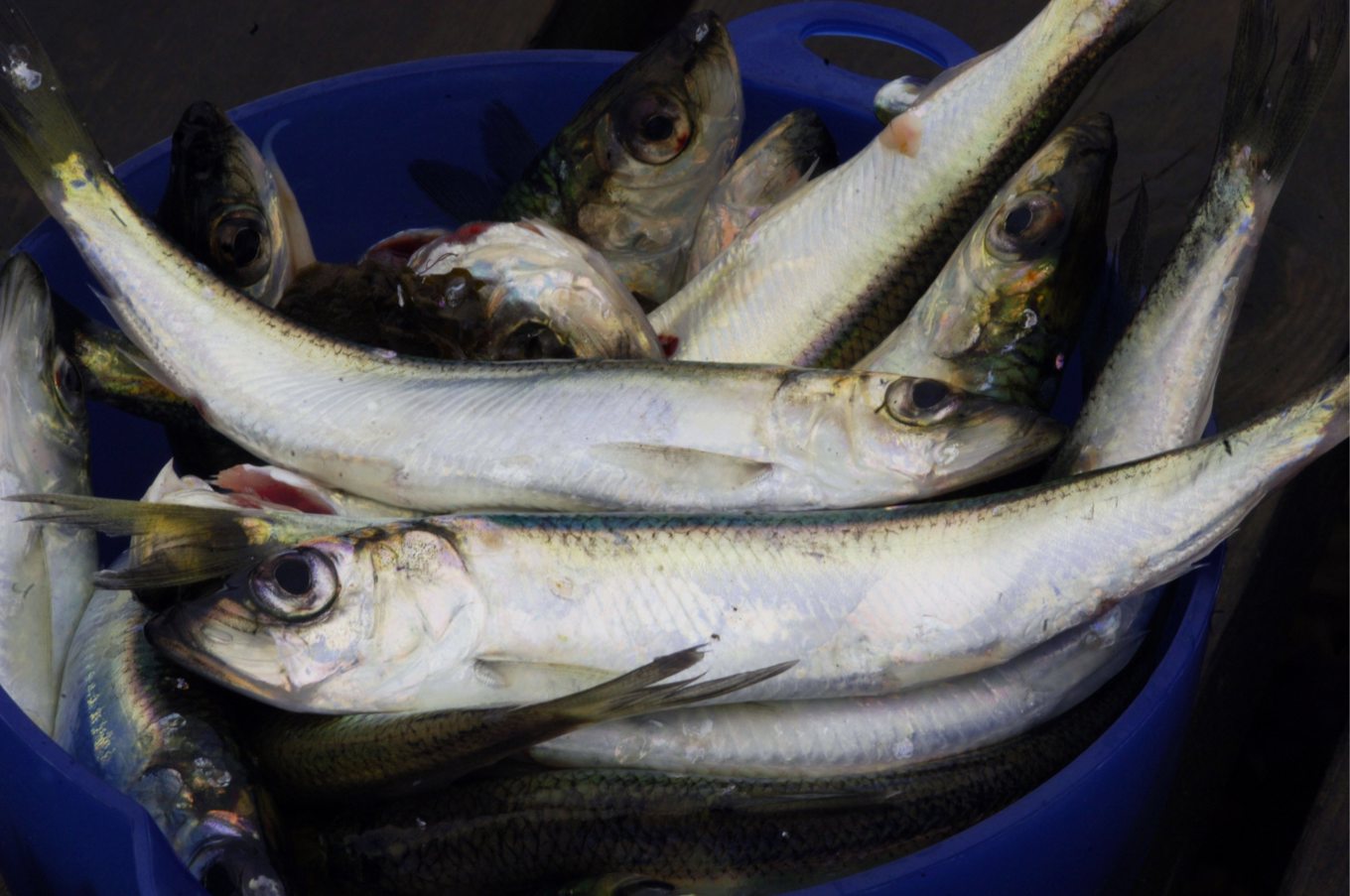 WWF kräver ett stopp för utfiskning av strömming för att "rädda Östersjön". Arkivbild. Foto: Hasse Holmberg/TT